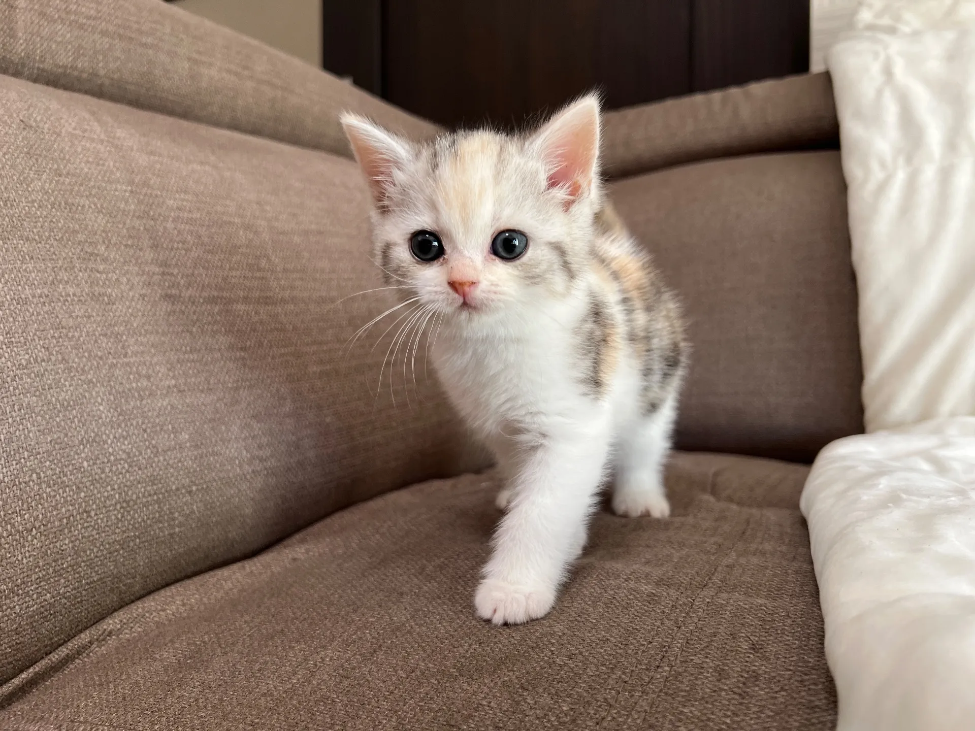 スコティッシュフォールド(9/19)