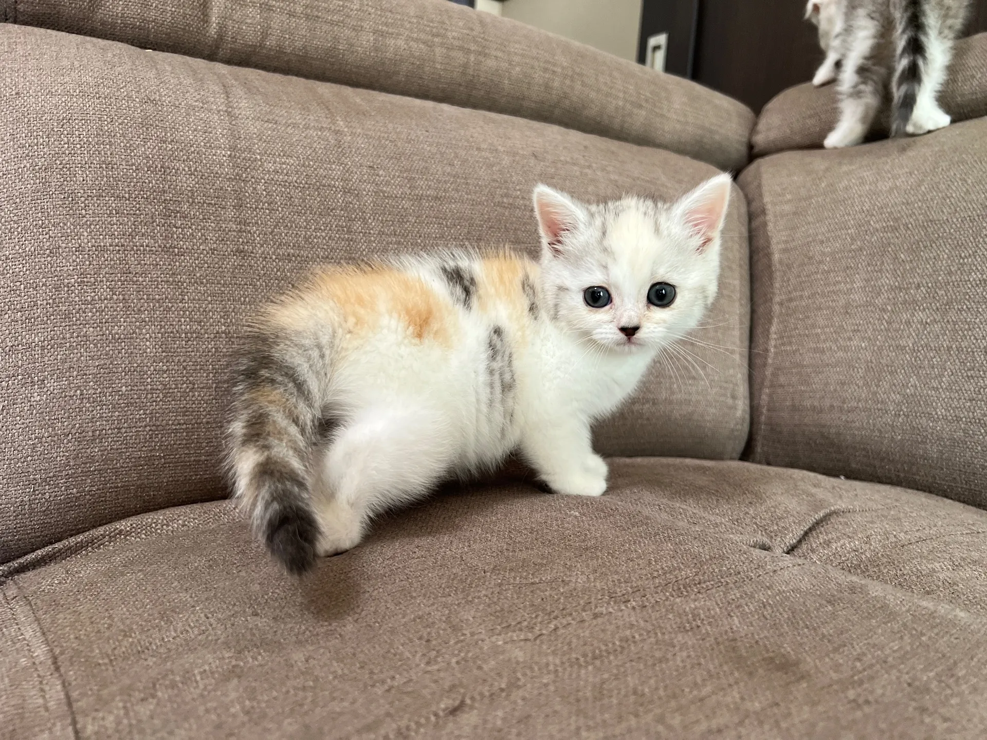 スコティッシュフォールド(9/19)