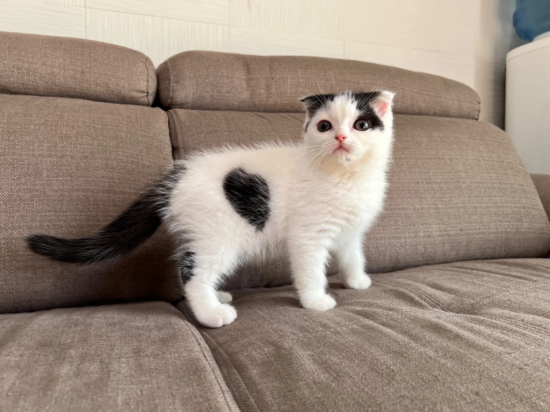 スコティッシュフォールド(8/14)