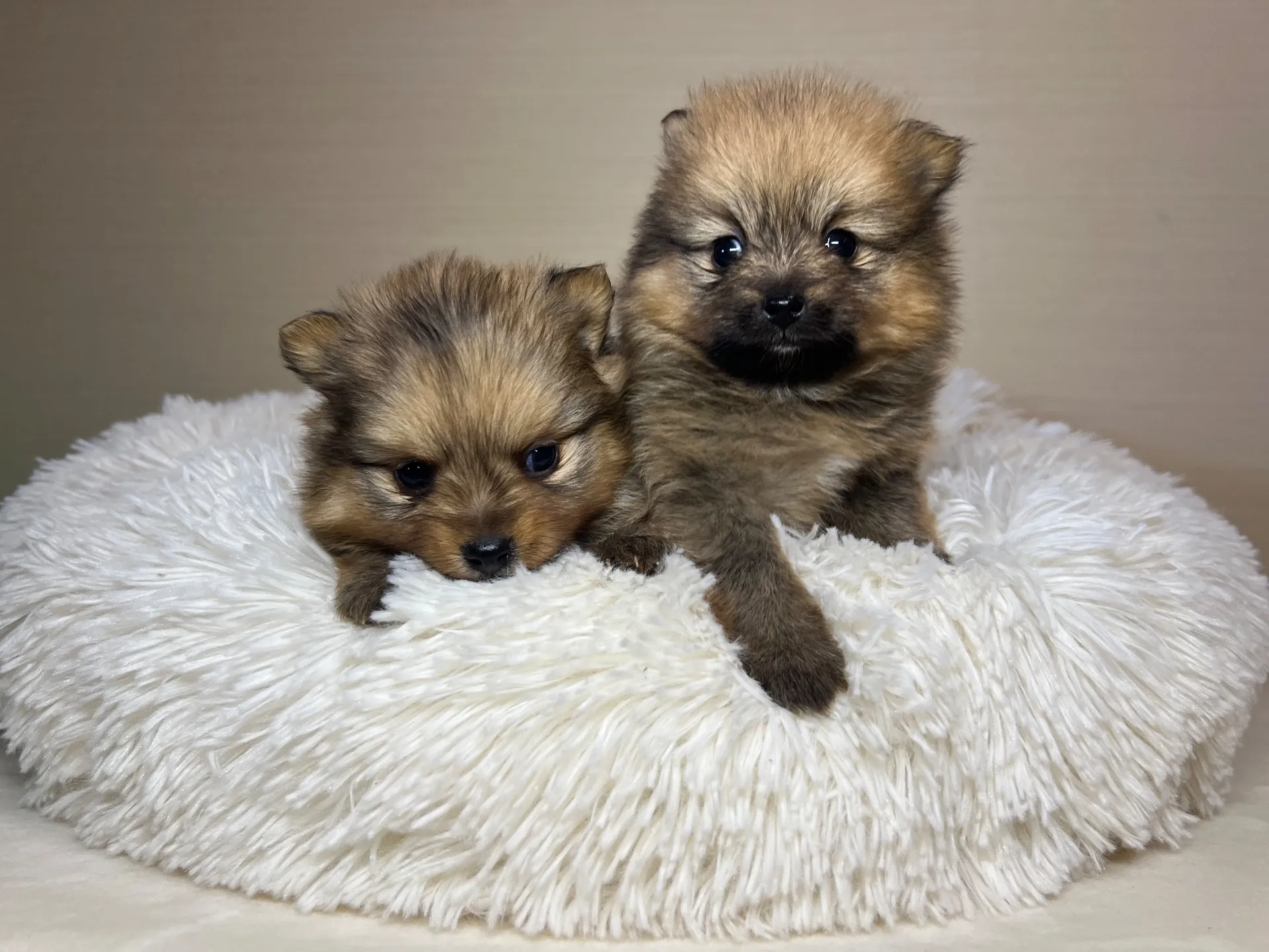 ポメラニアン(11/24)