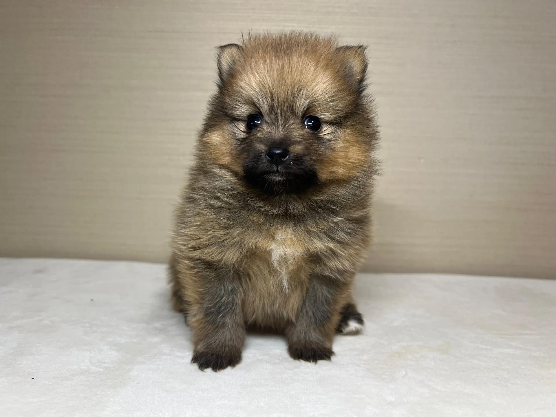 ポメラニアン(11/24)