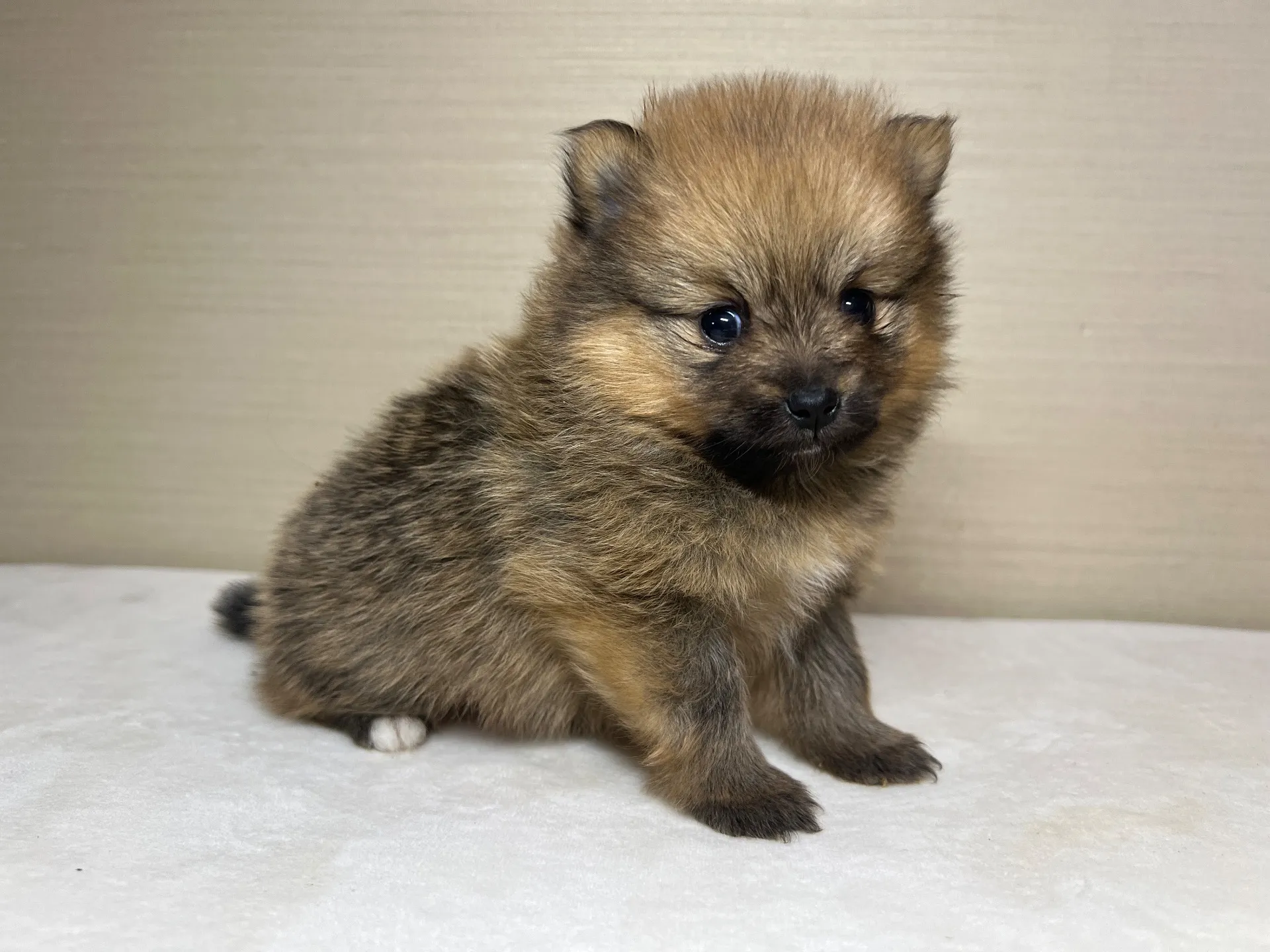 ポメラニアン(11/24)