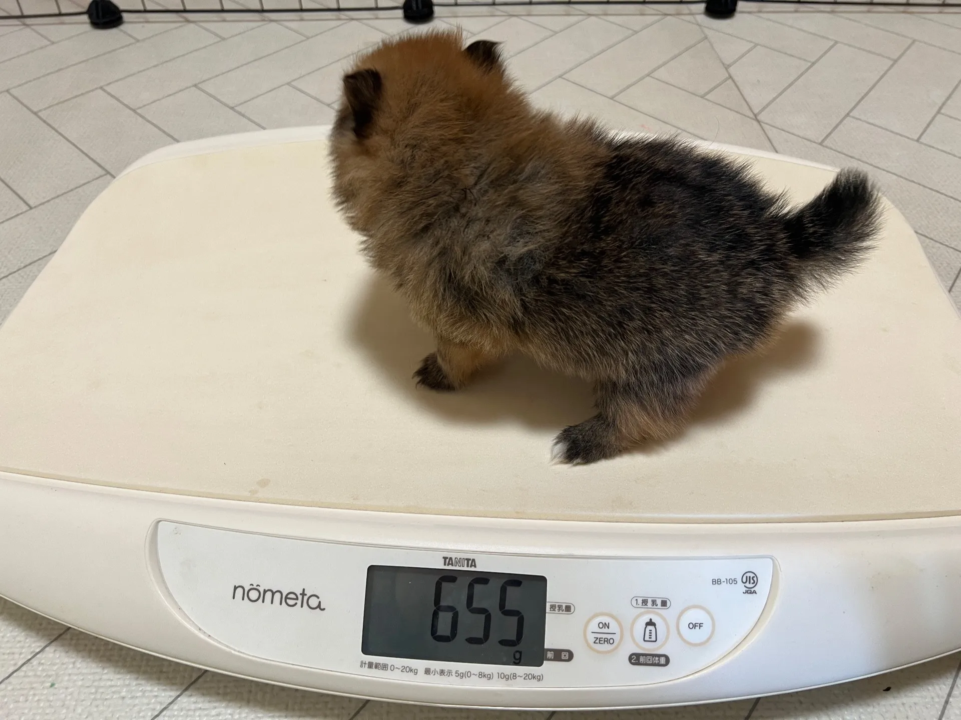 ポメラニアン(11/24)