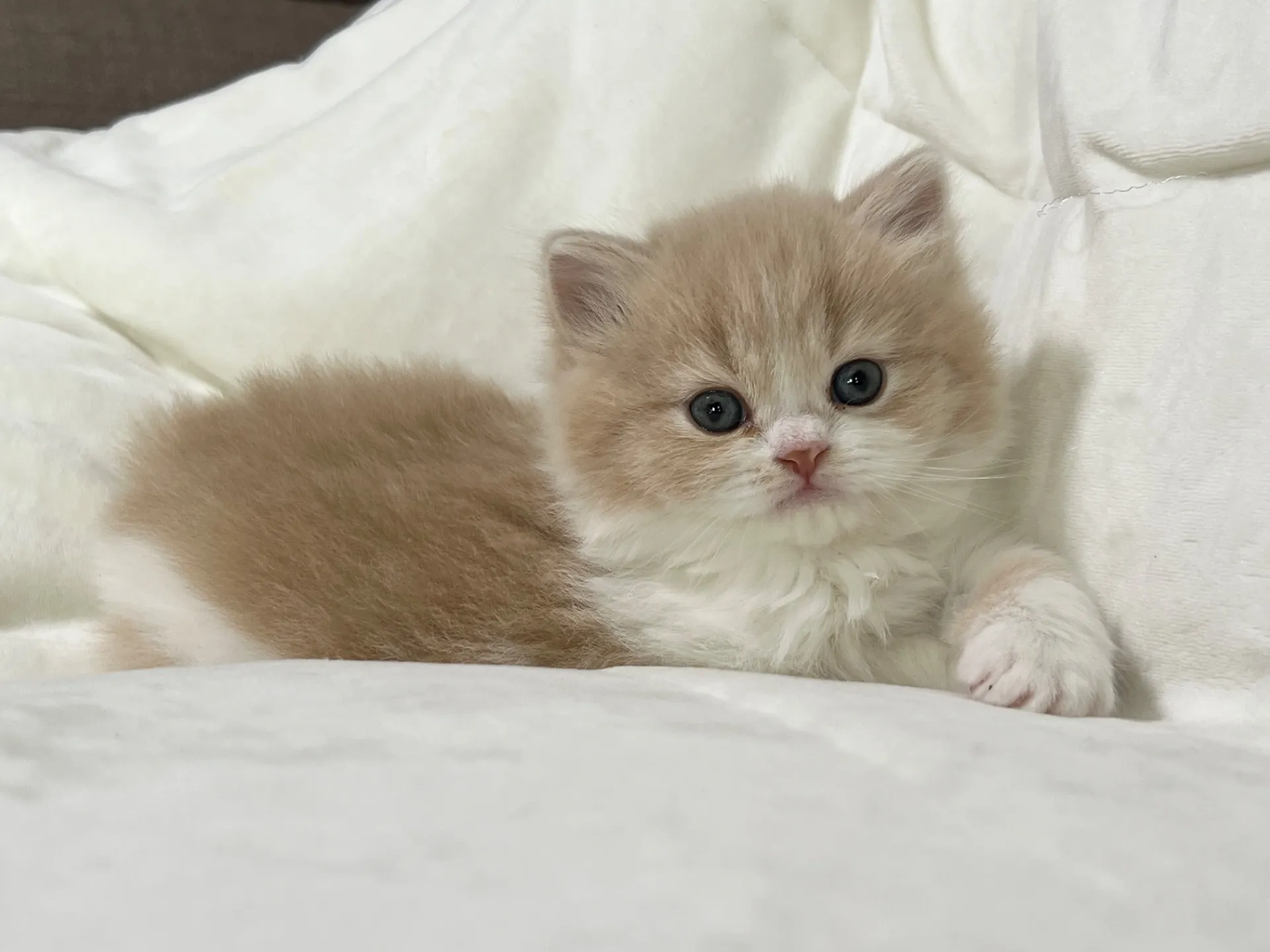 スコティッシュフォールド(12/20)