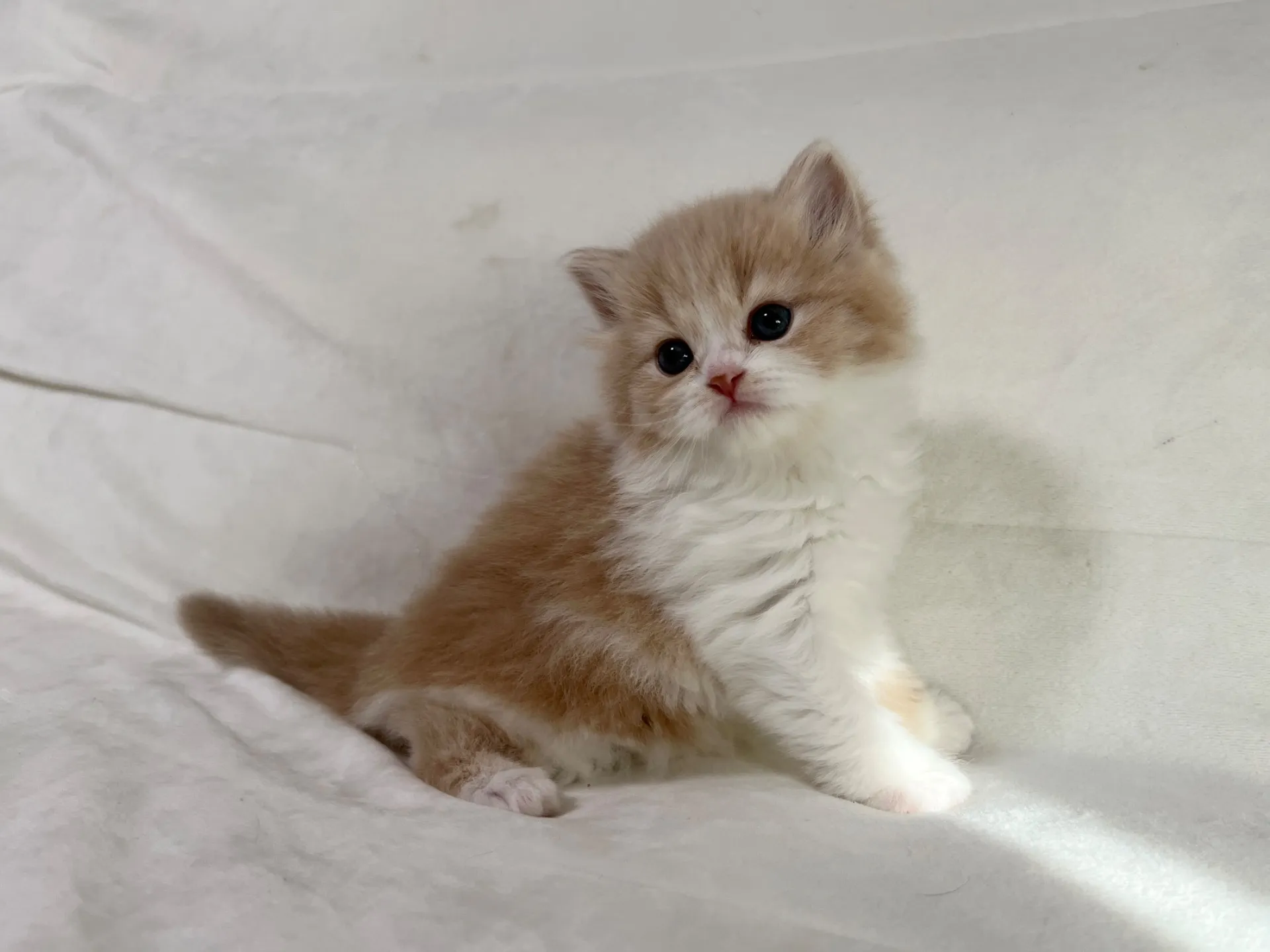 スコティッシュフォールド(12/20)