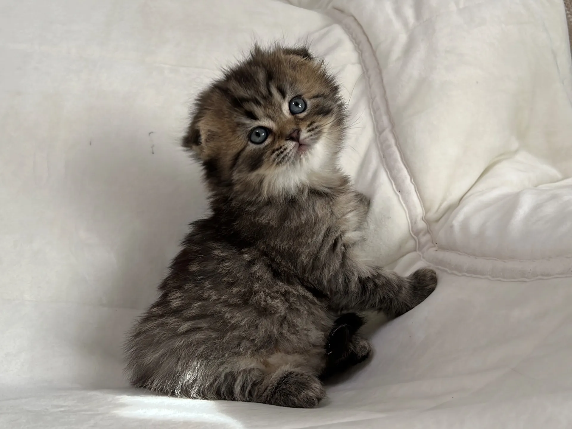 スコティッシュフォールド(12/16)