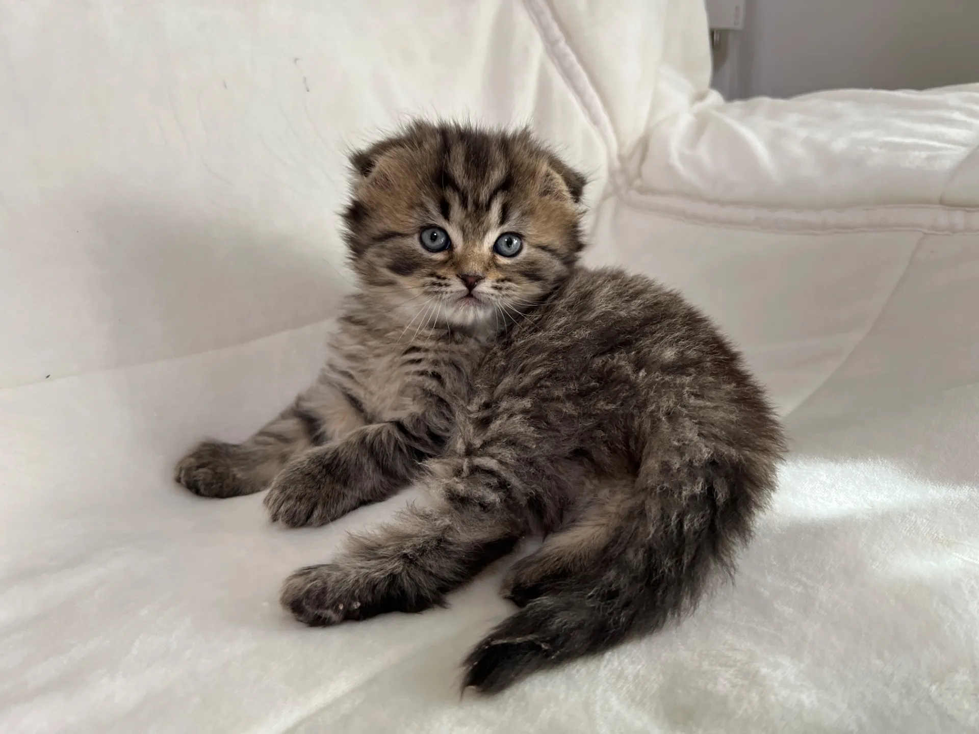 スコティッシュフォールド(12/16)