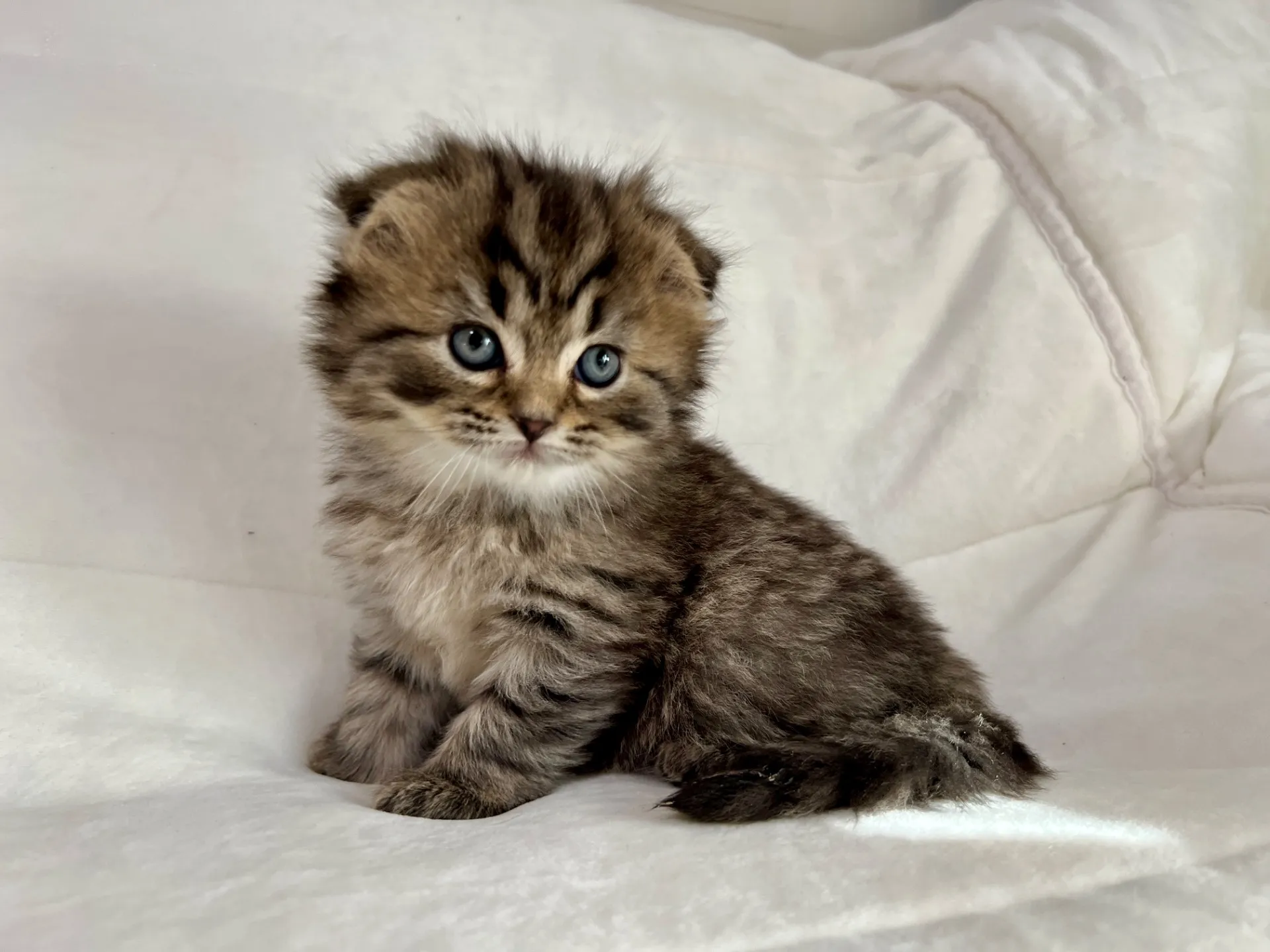 スコティッシュフォールド(12/16)