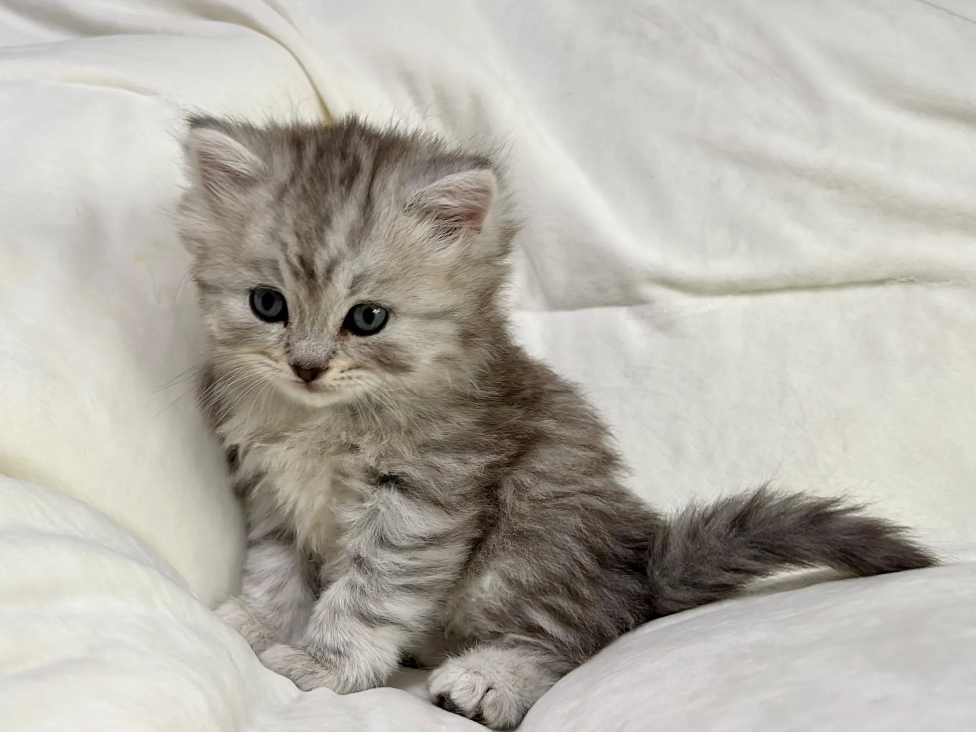 スコティッシュフォールド(12/16)