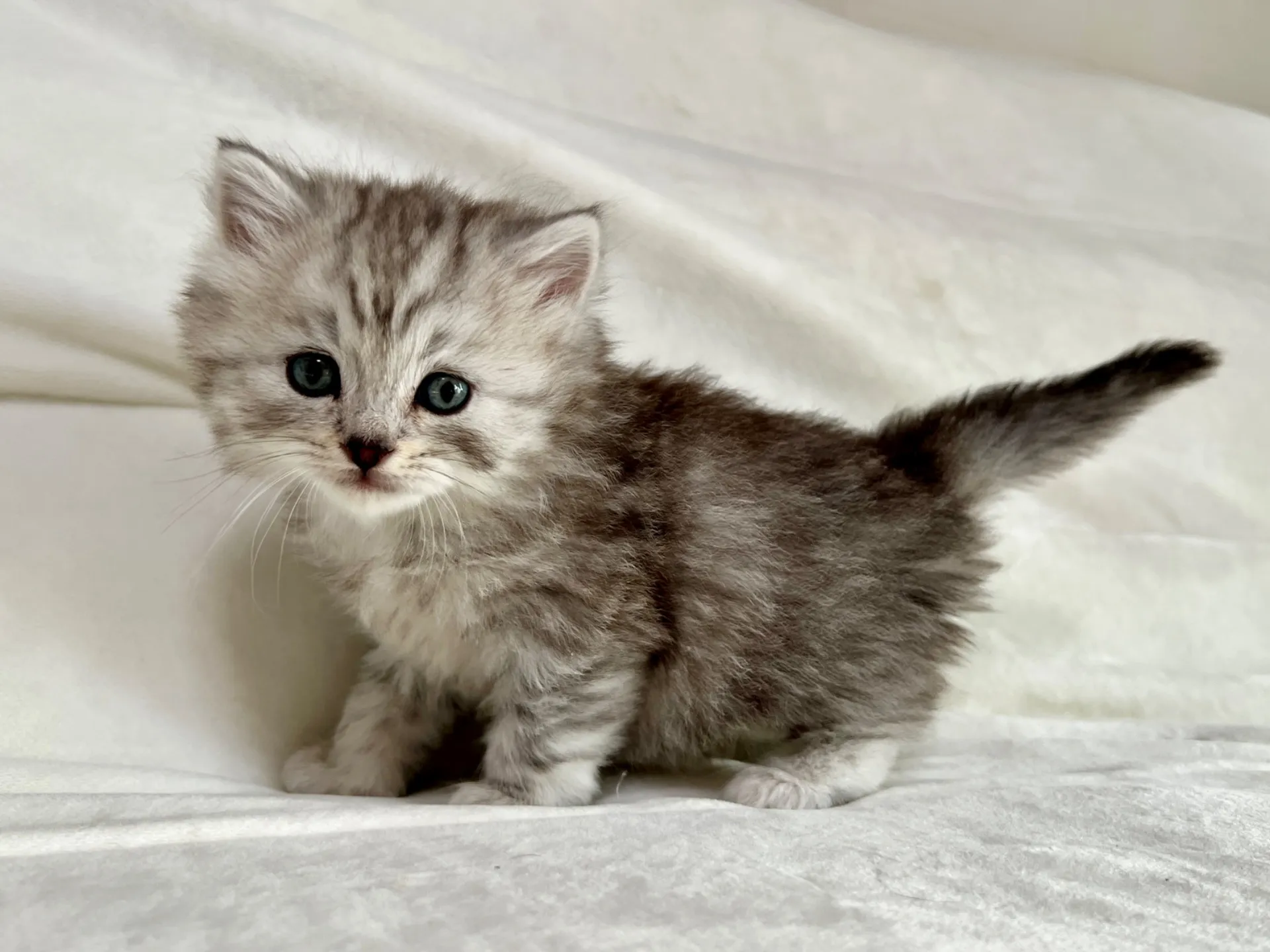 スコティッシュフォールド(12/16)