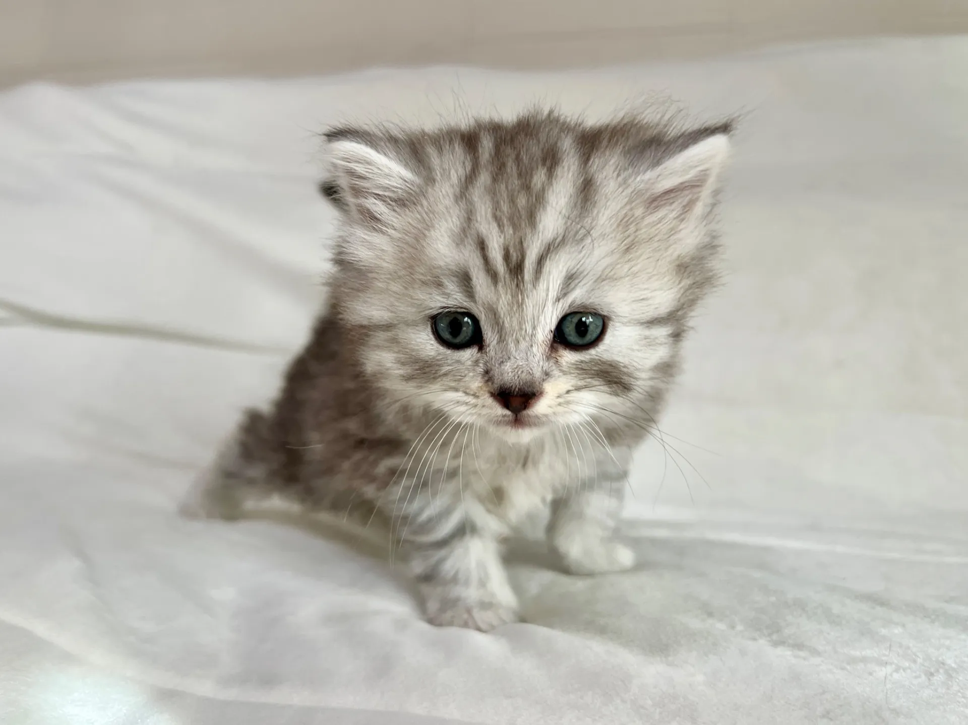 スコティッシュフォールド(12/16)