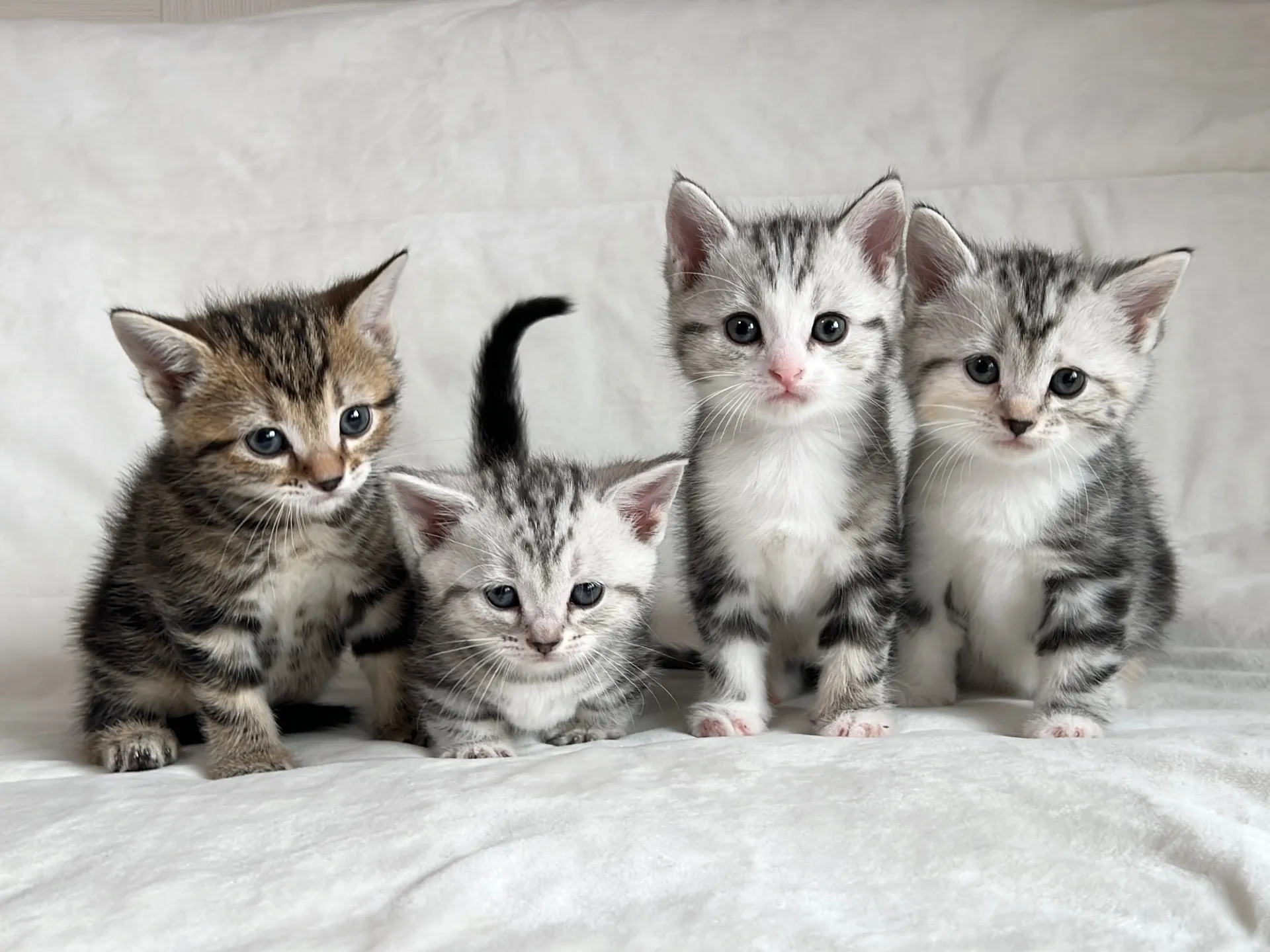 マンチカン(12/24)足長