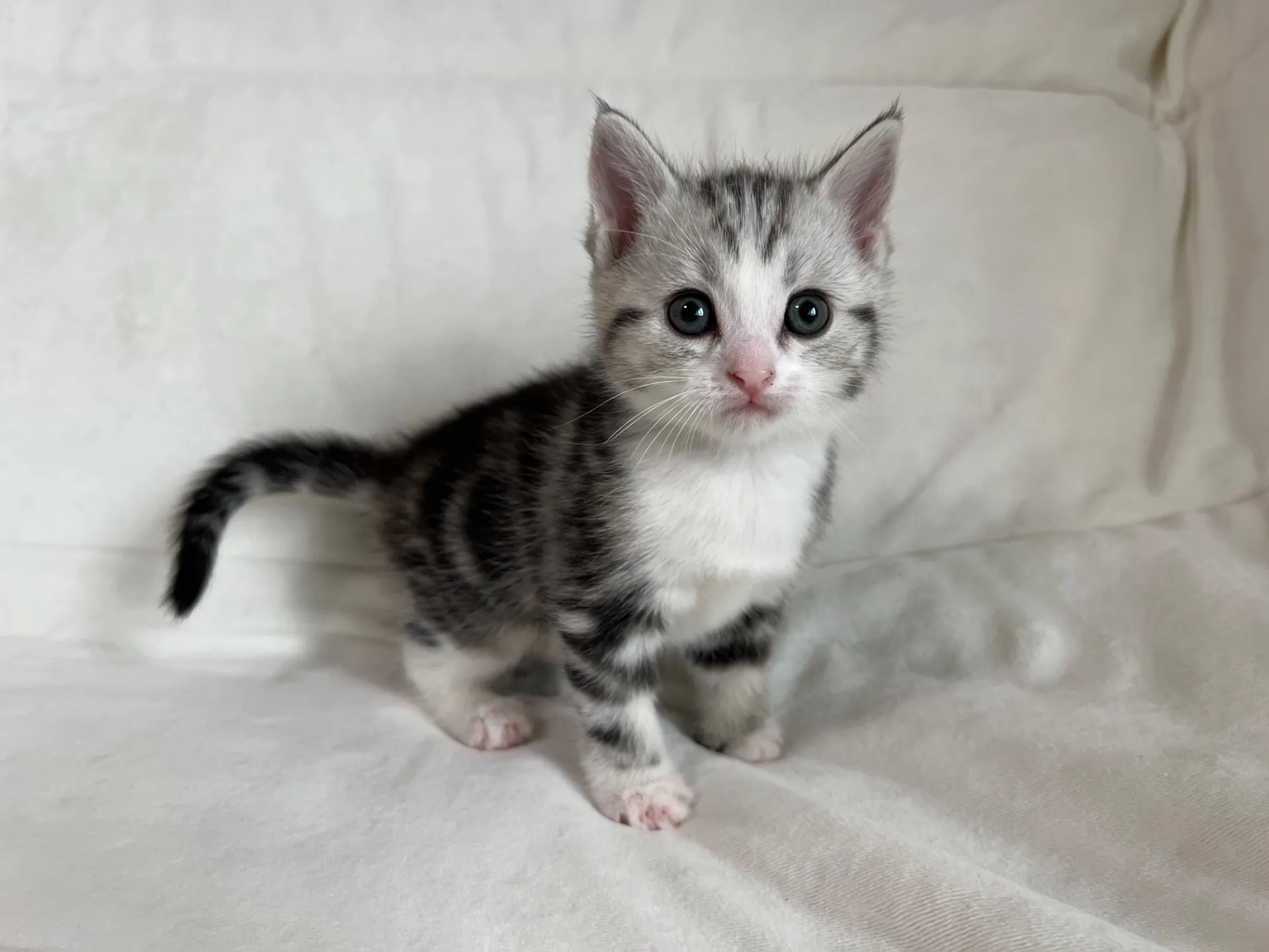 マンチカン(12/24)足長