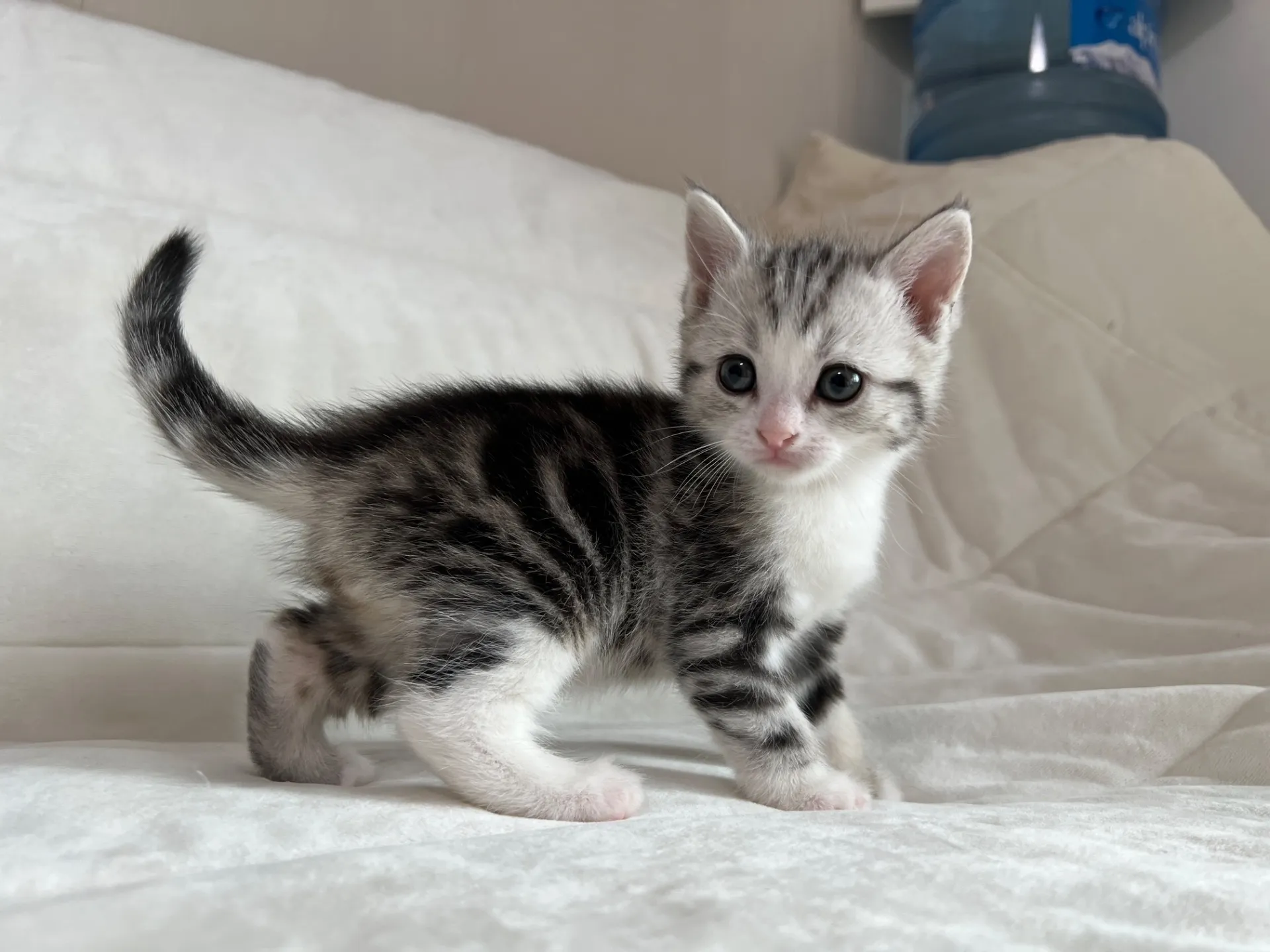 マンチカン(12/24)足長