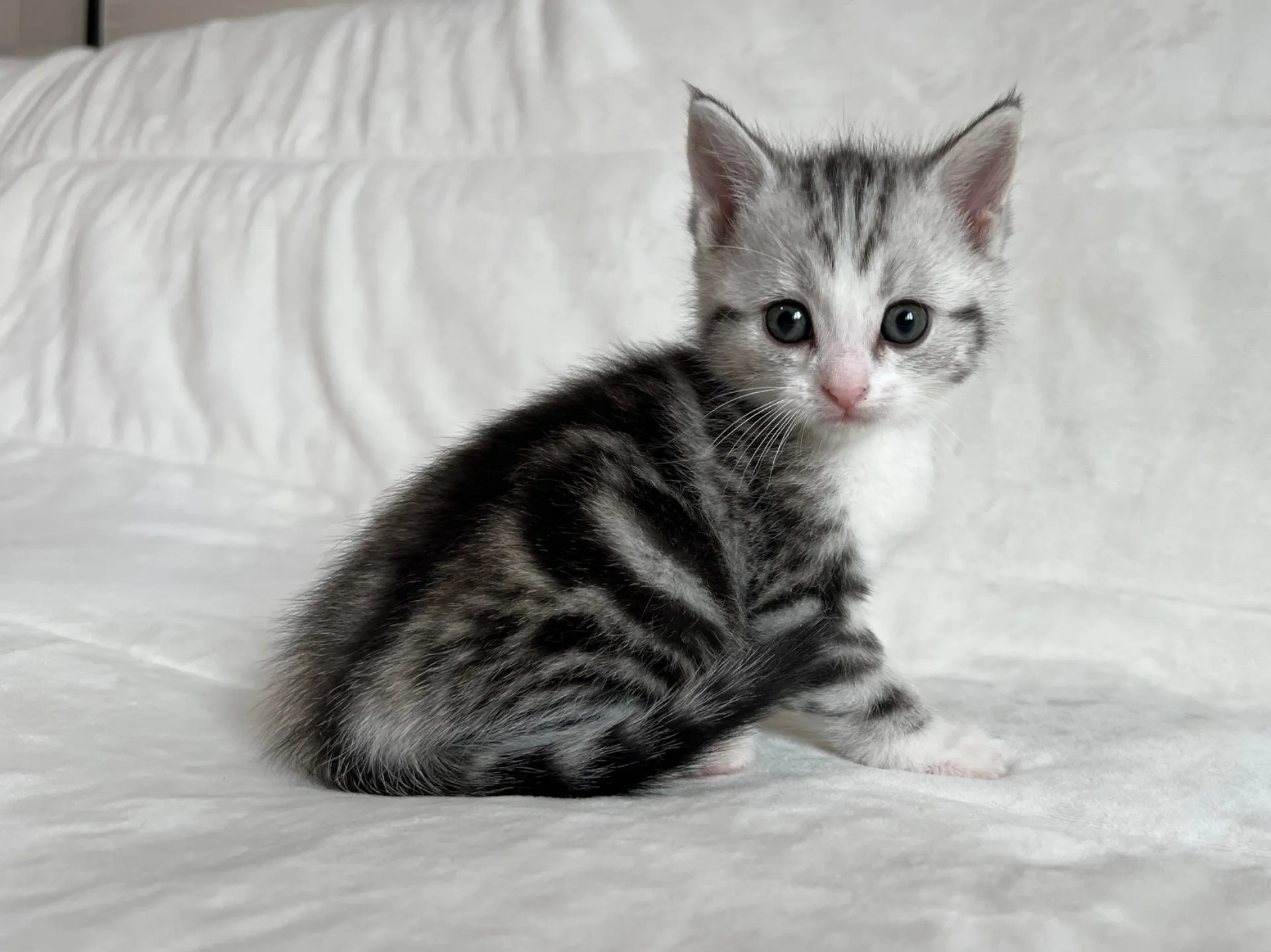 マンチカン(12/24)足長