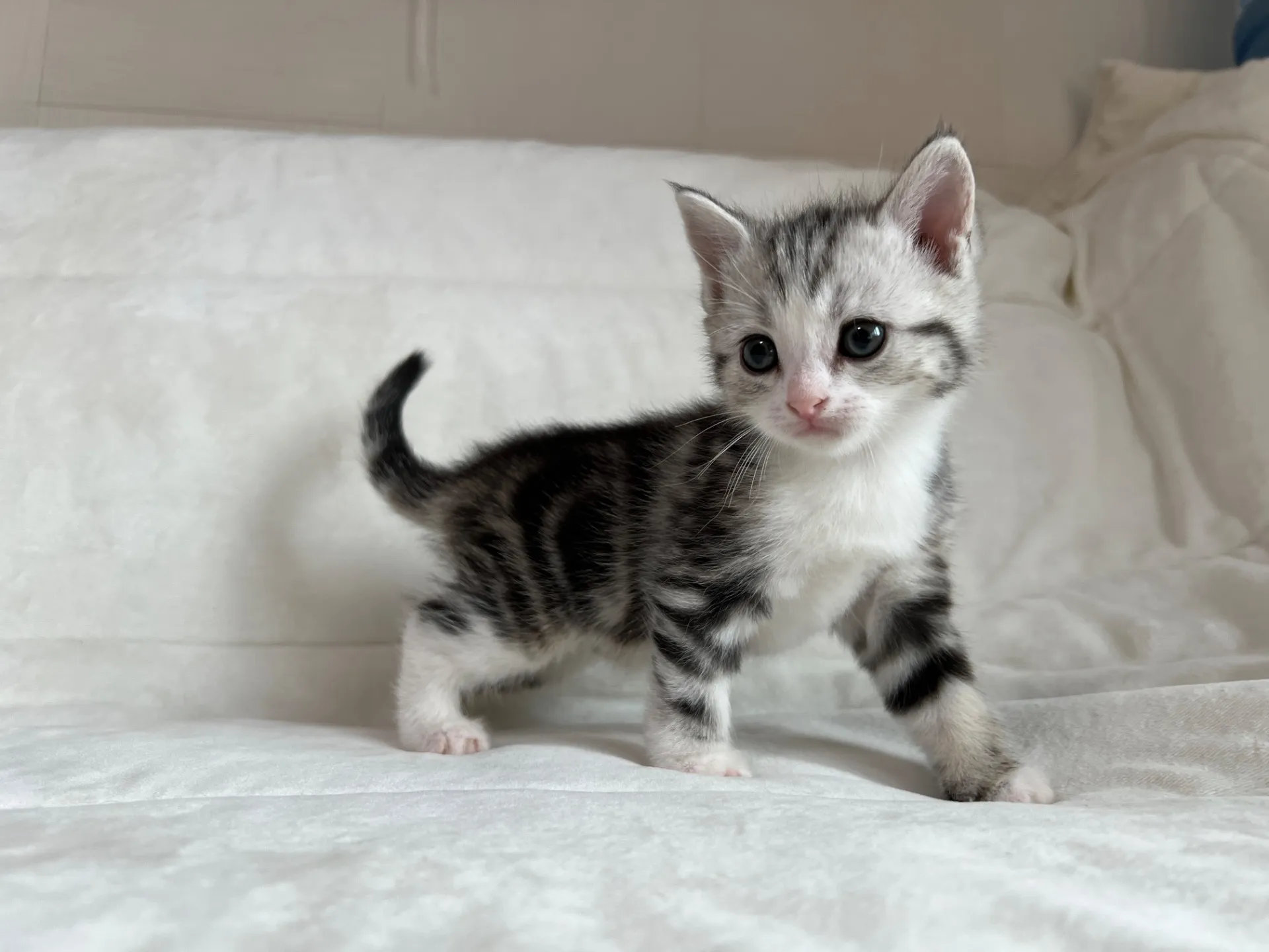 マンチカン(12/24)足長