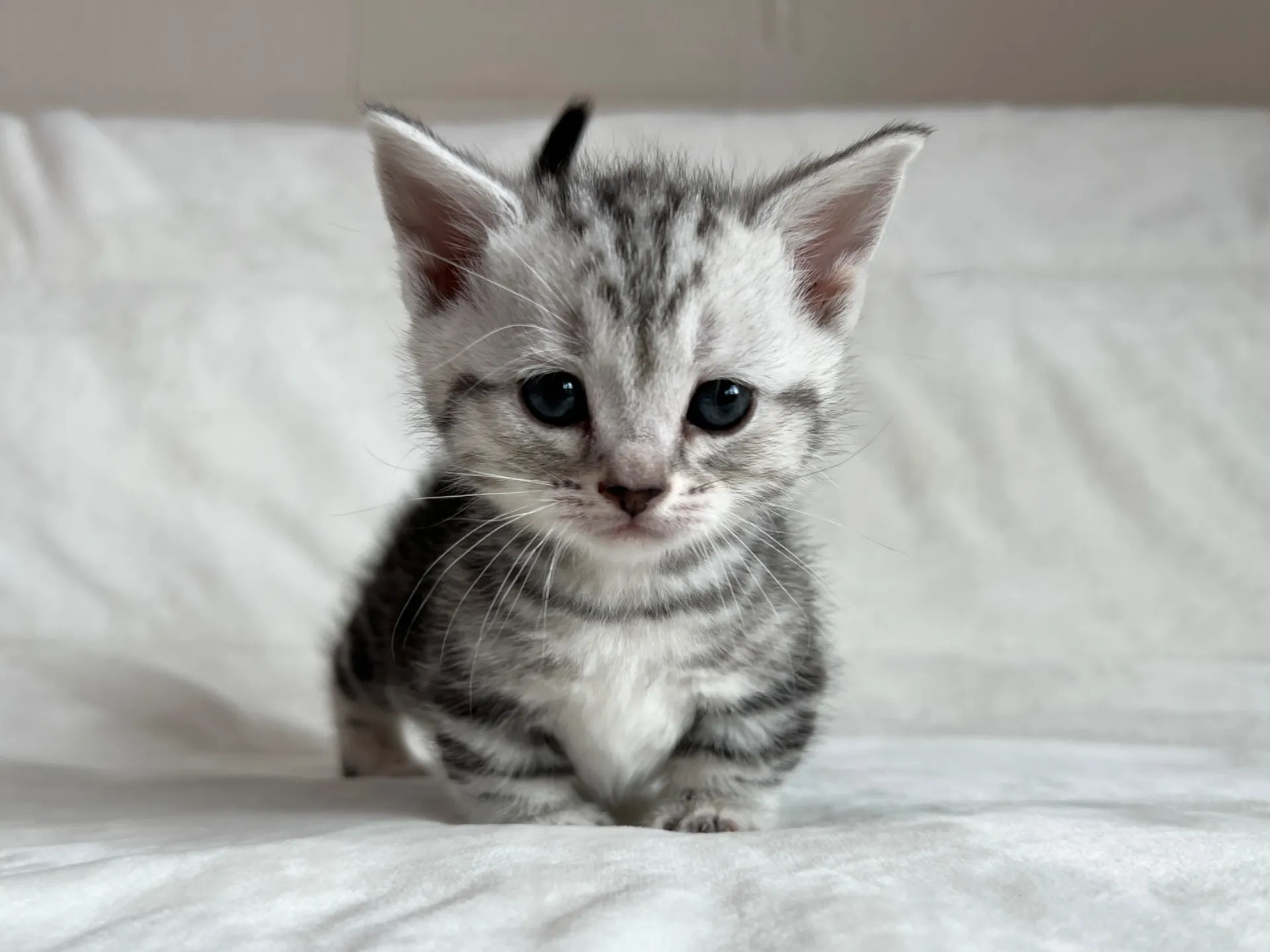 マンチカン(12/24)短足