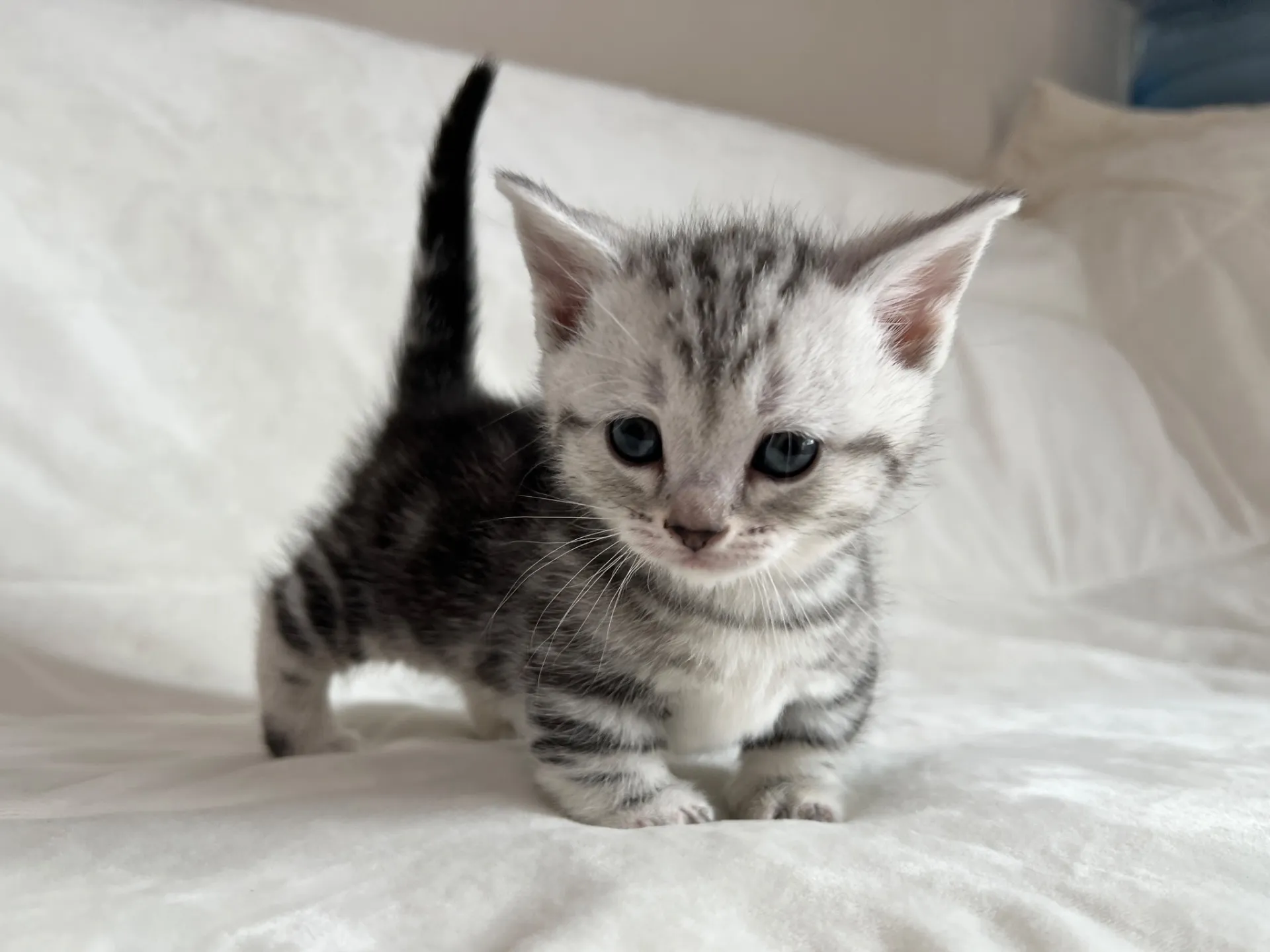 マンチカン(12/24)短足