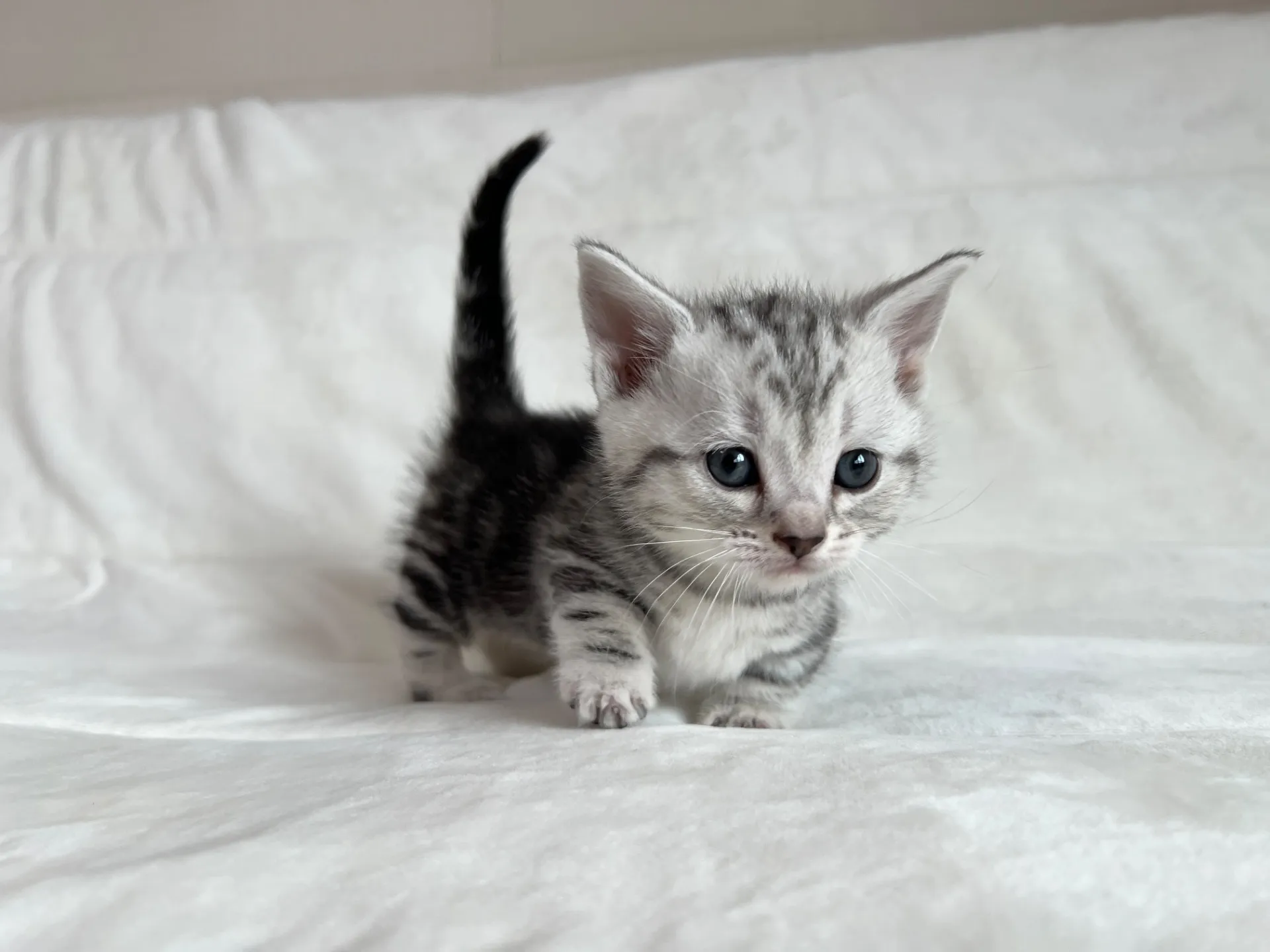 マンチカン(12/24)短足