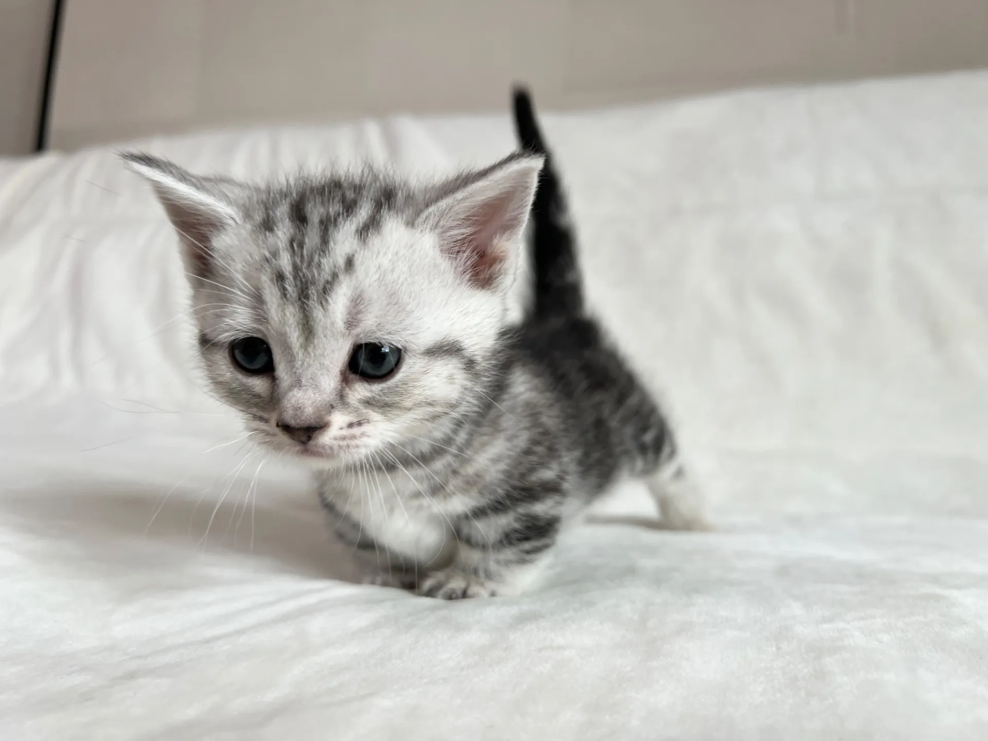 マンチカン(12/24)短足