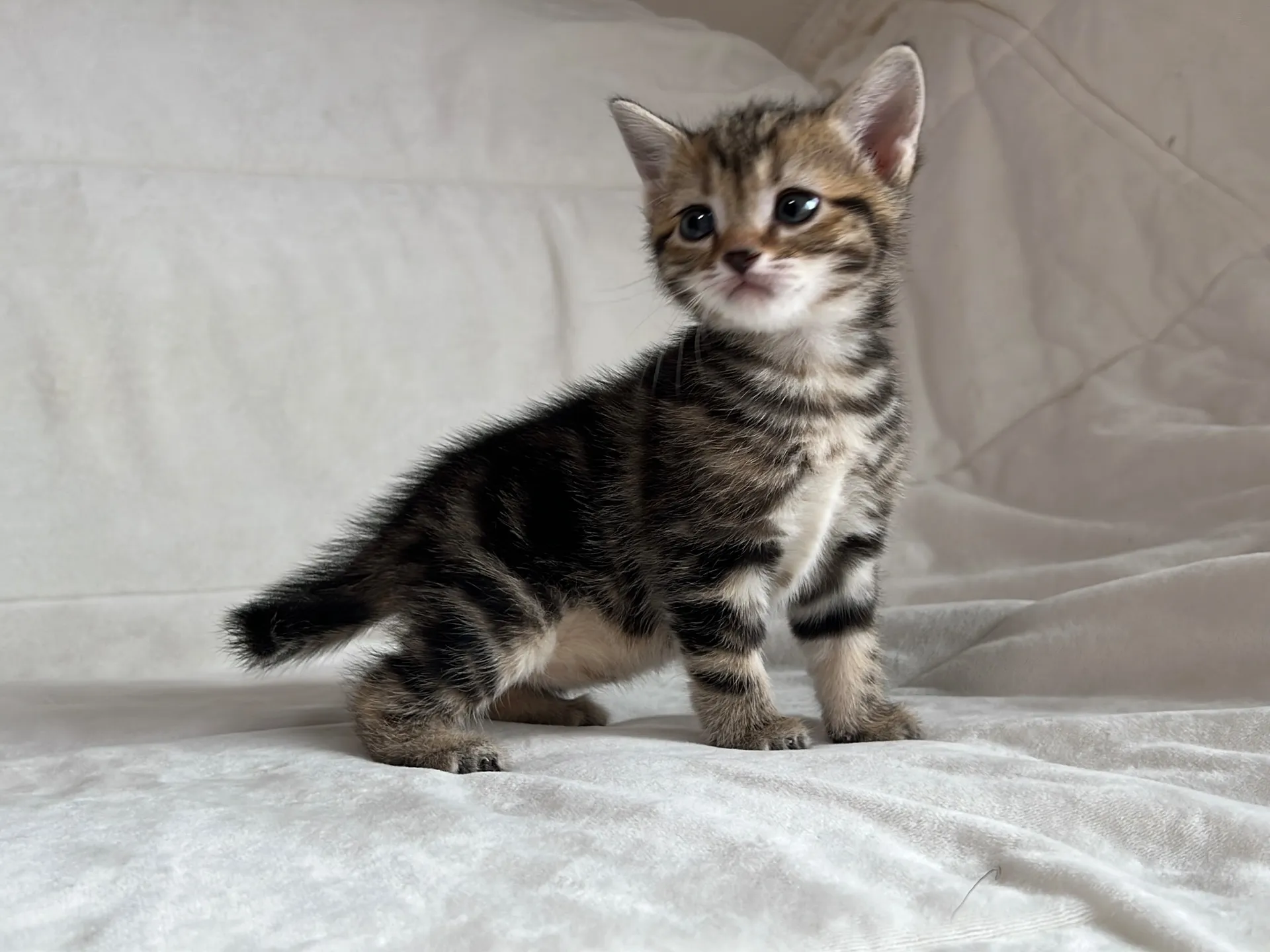 マンチカン(12/24)足長