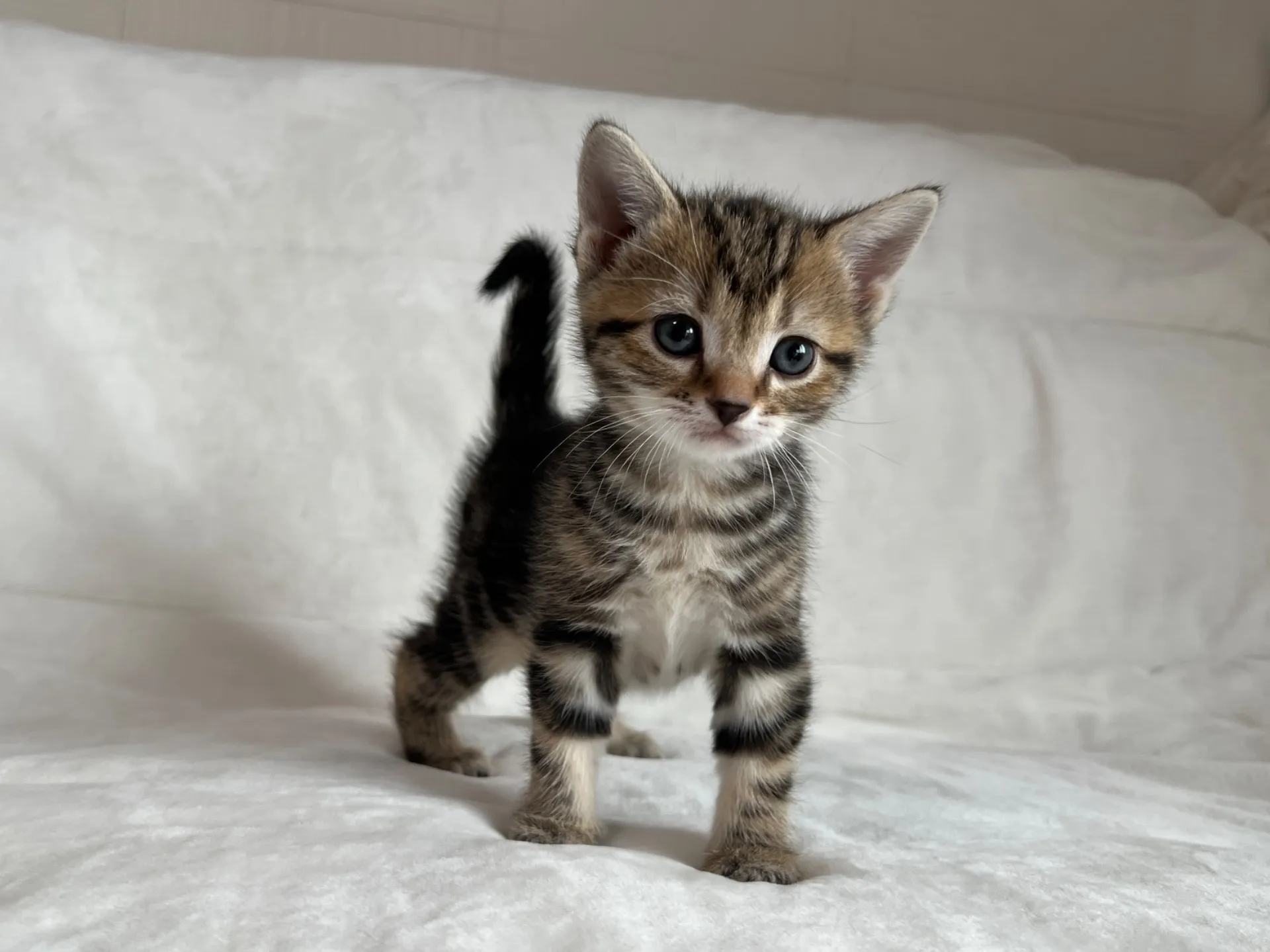 マンチカン(12/24)足長