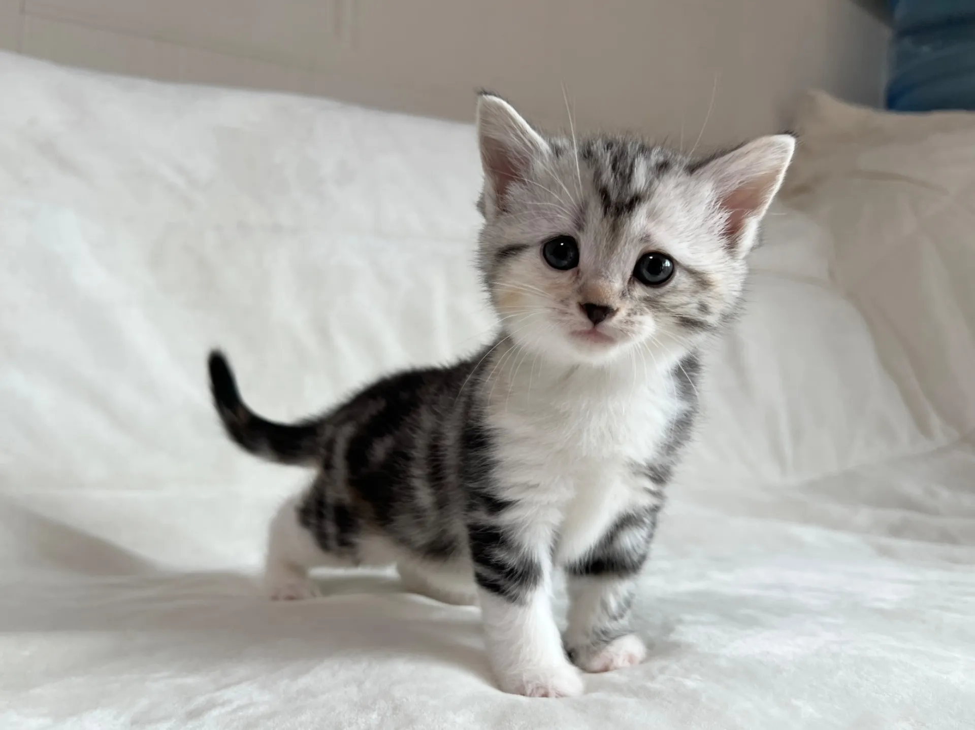 マンチカン(12/24)足長