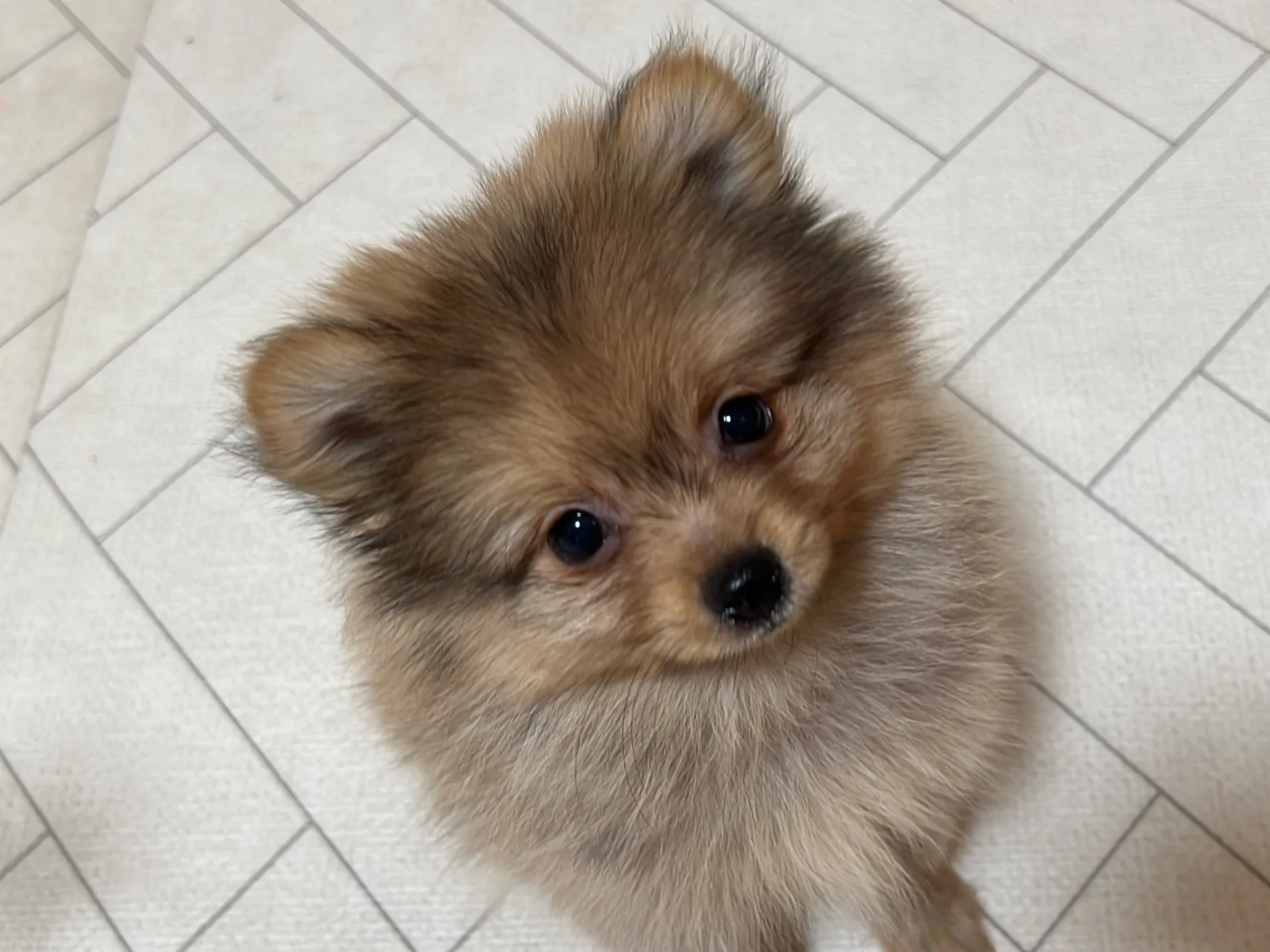 ポメラニアン(11/24)