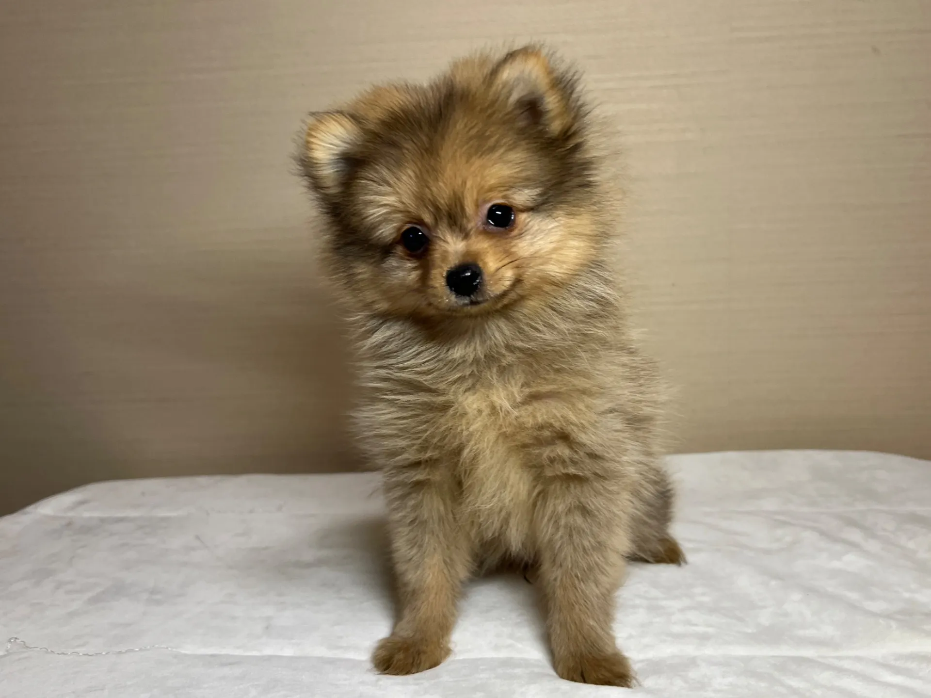 ポメラニアン(11/24)