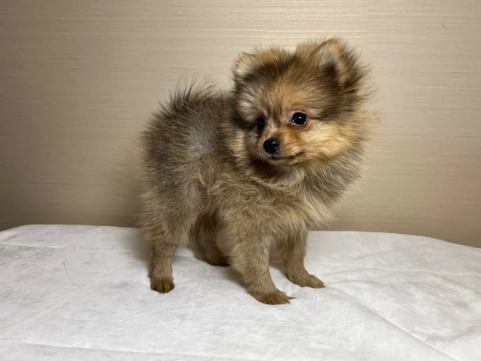 ポメラニアン(11/24)