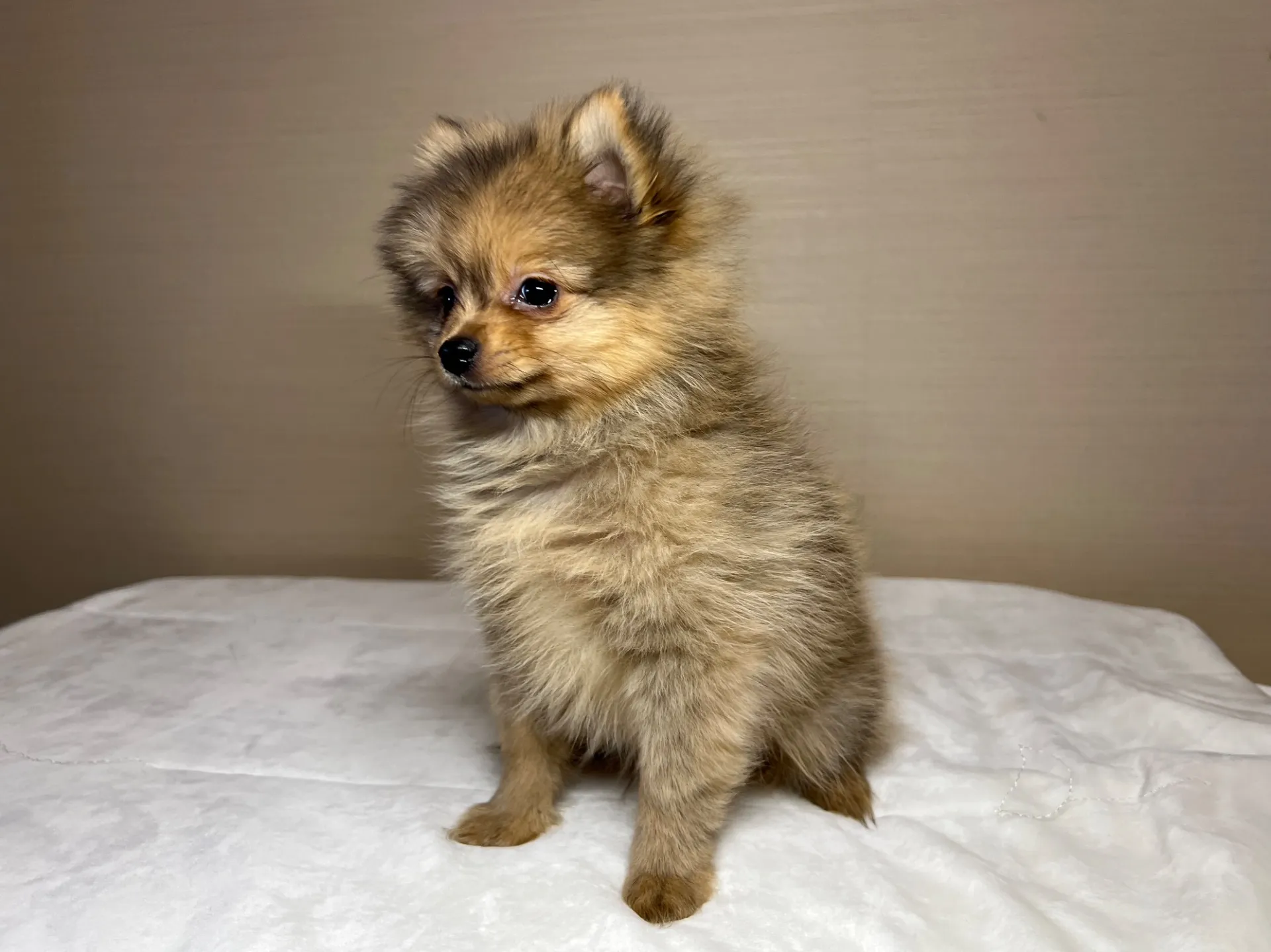 ポメラニアン(11/24)