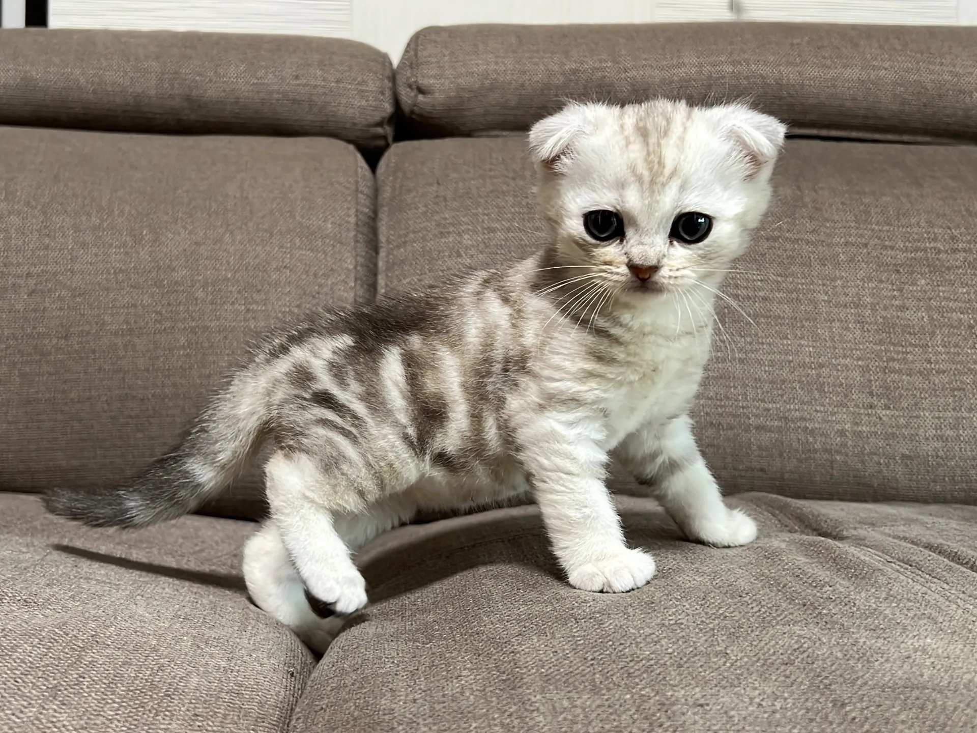 スコティッシュフォールド(1/16)