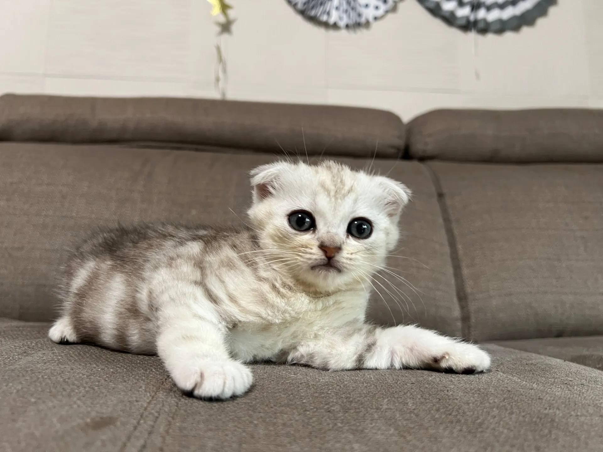 スコティッシュフォールド(1/16)