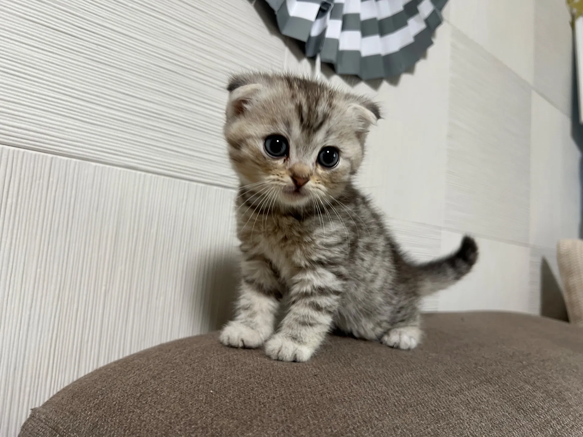 スコティッシュフォールド(1/16)