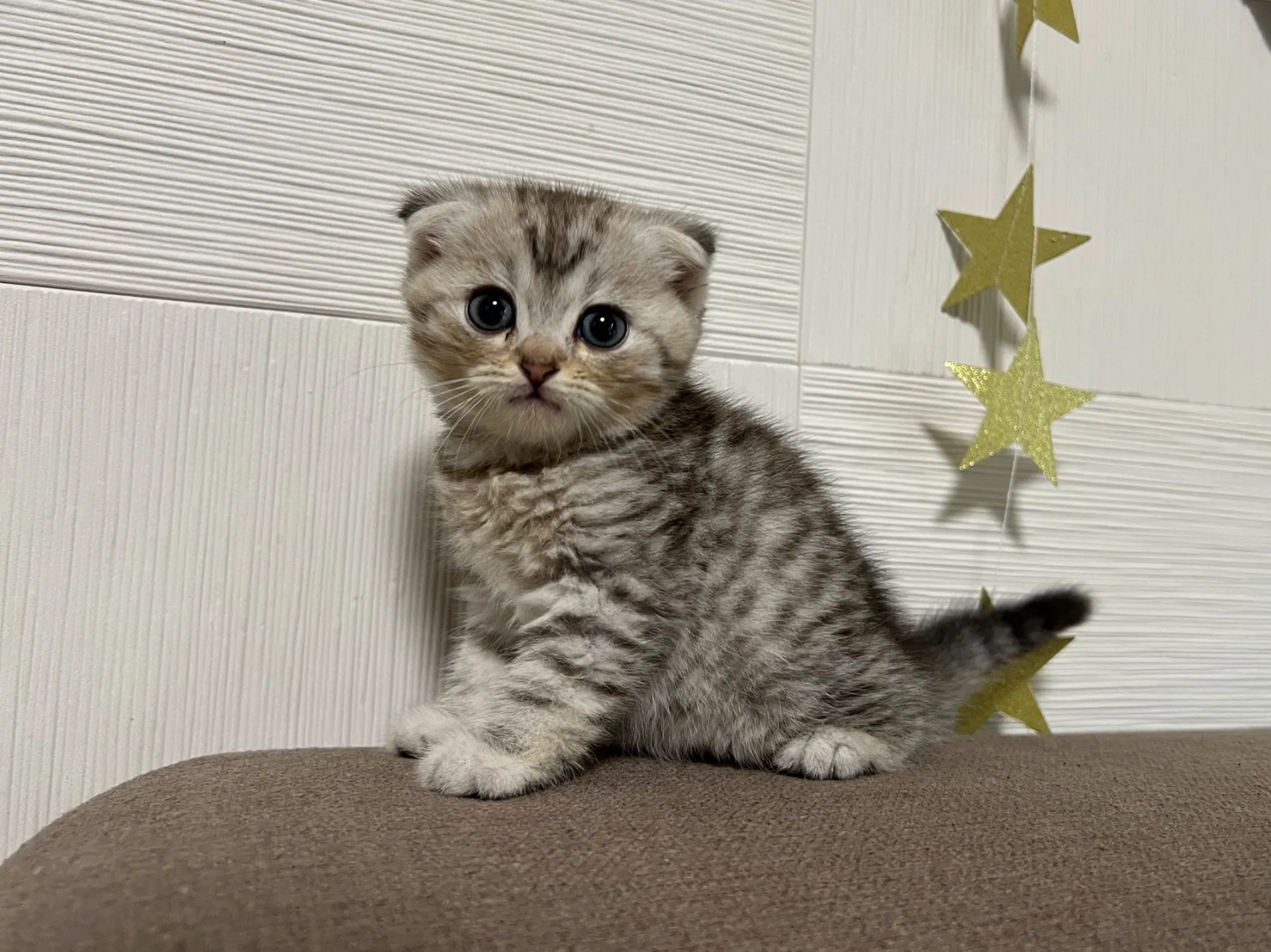 スコティッシュフォールド(1/16)