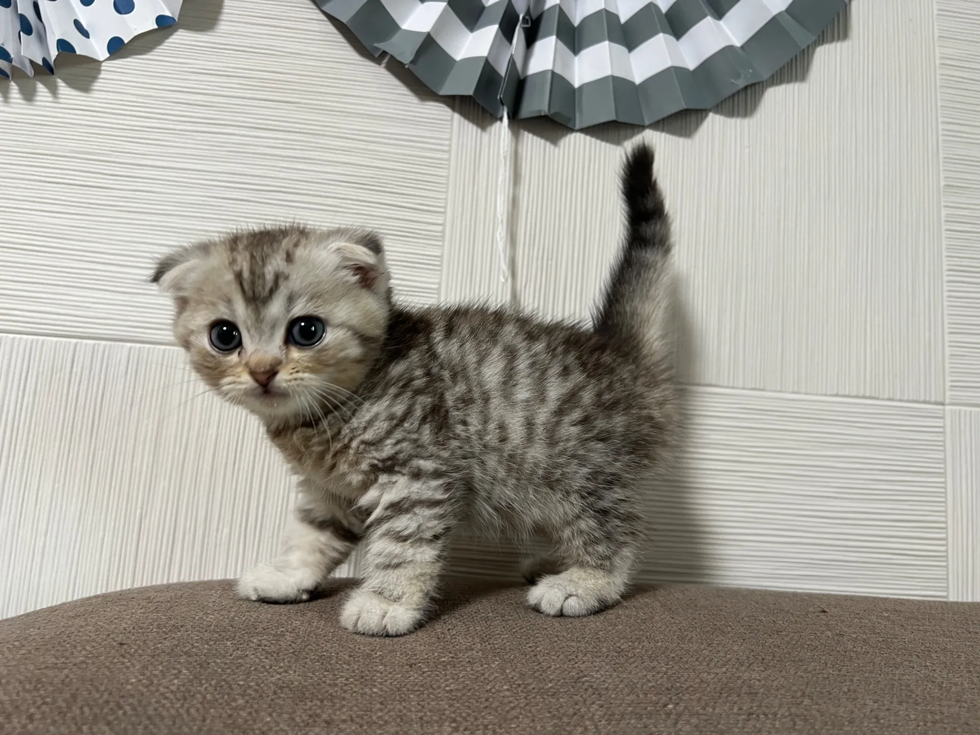 スコティッシュフォールド(1/16)