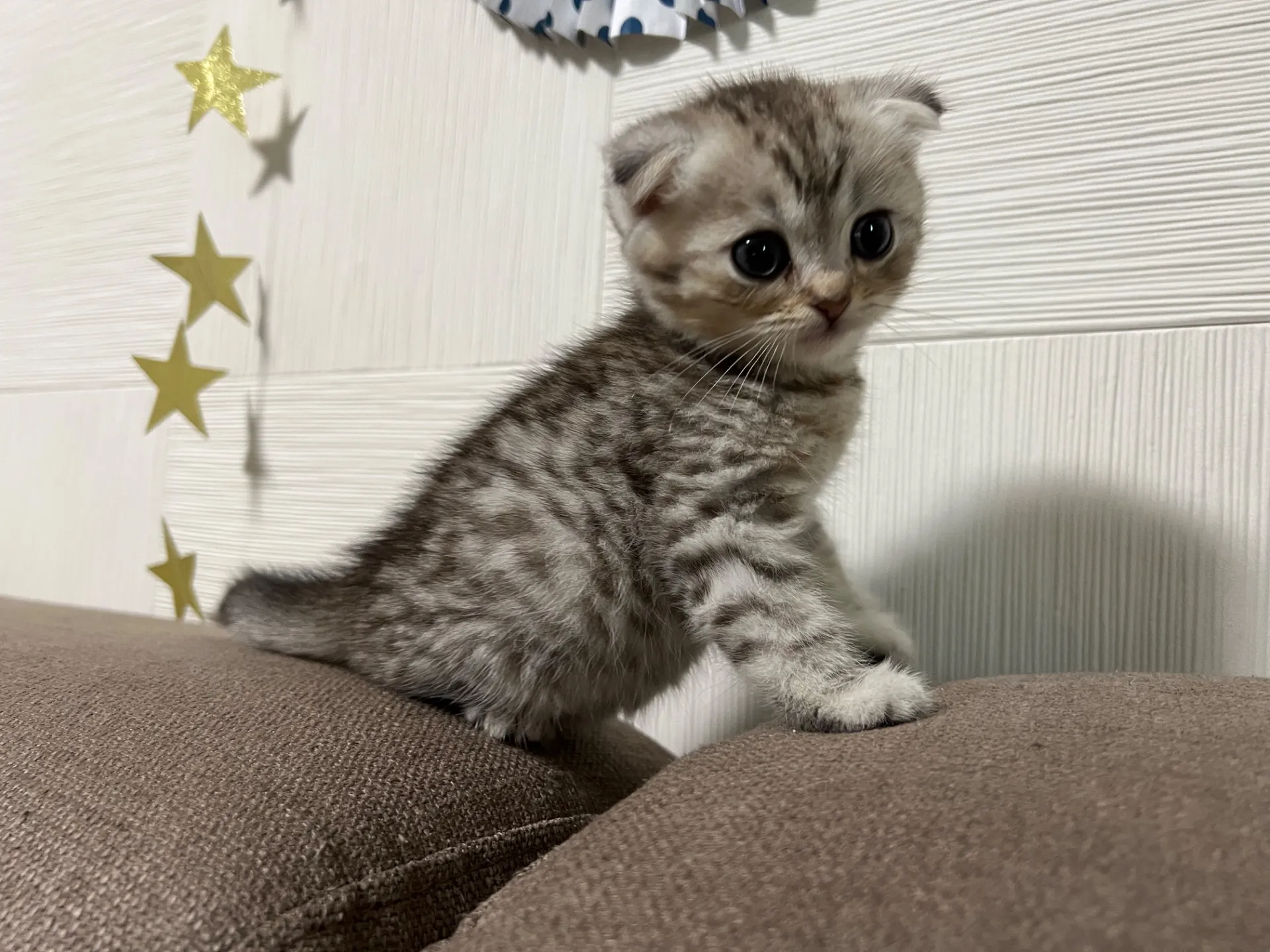 スコティッシュフォールド(1/16)