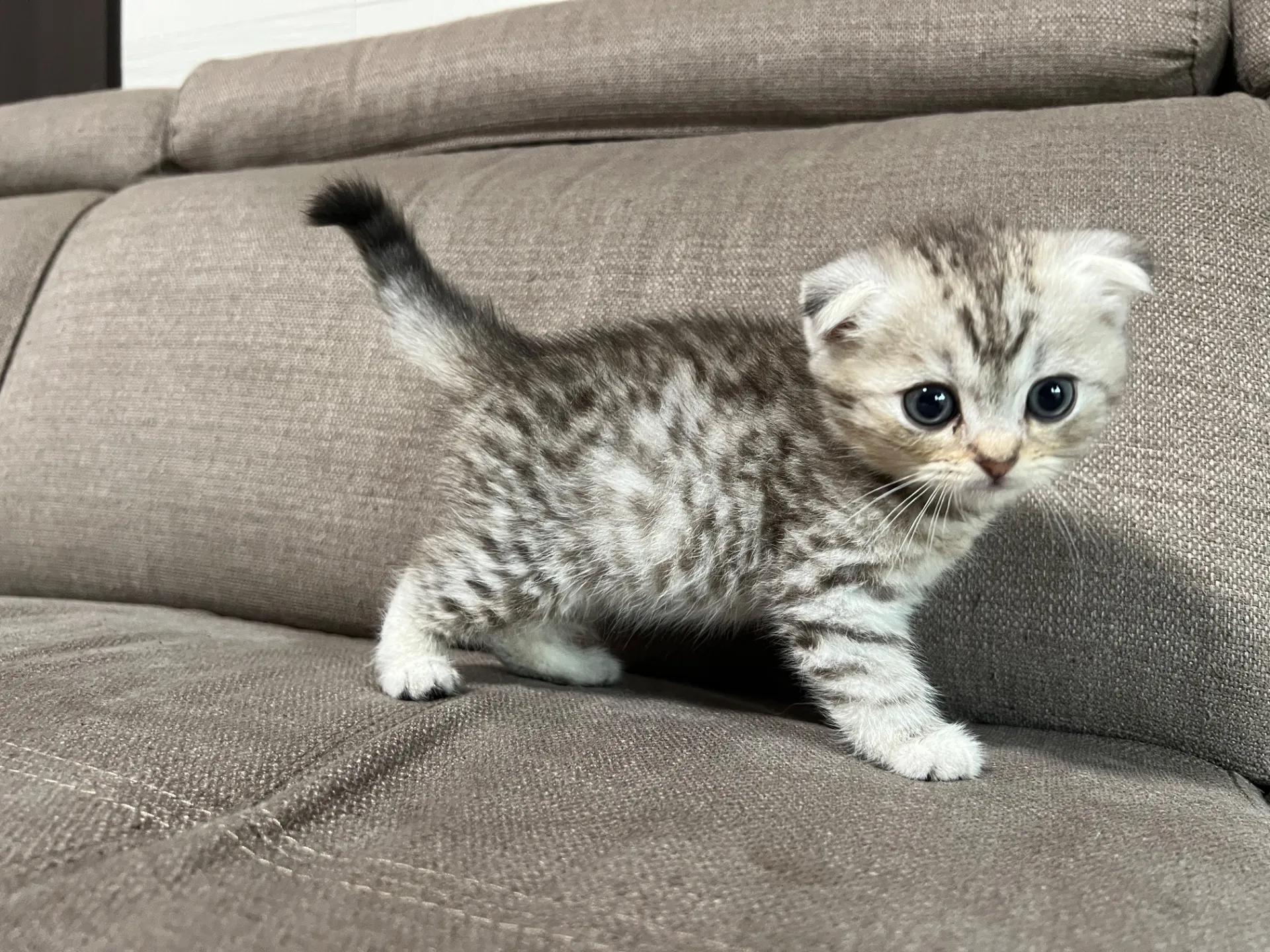 スコティッシュフォールド(1/16)