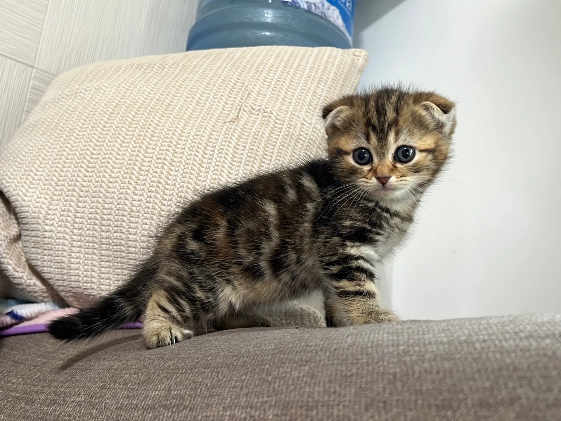 スコティッシュフォールド(1/16)