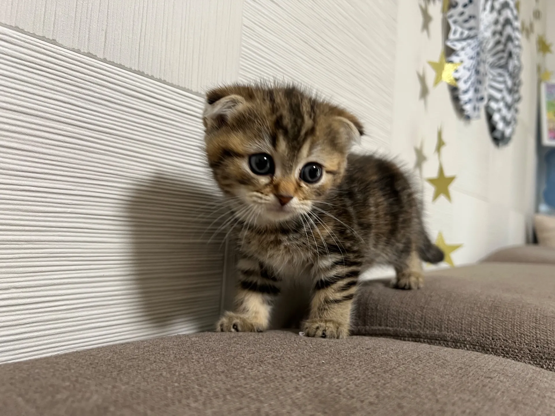 スコティッシュフォールド(1/16)