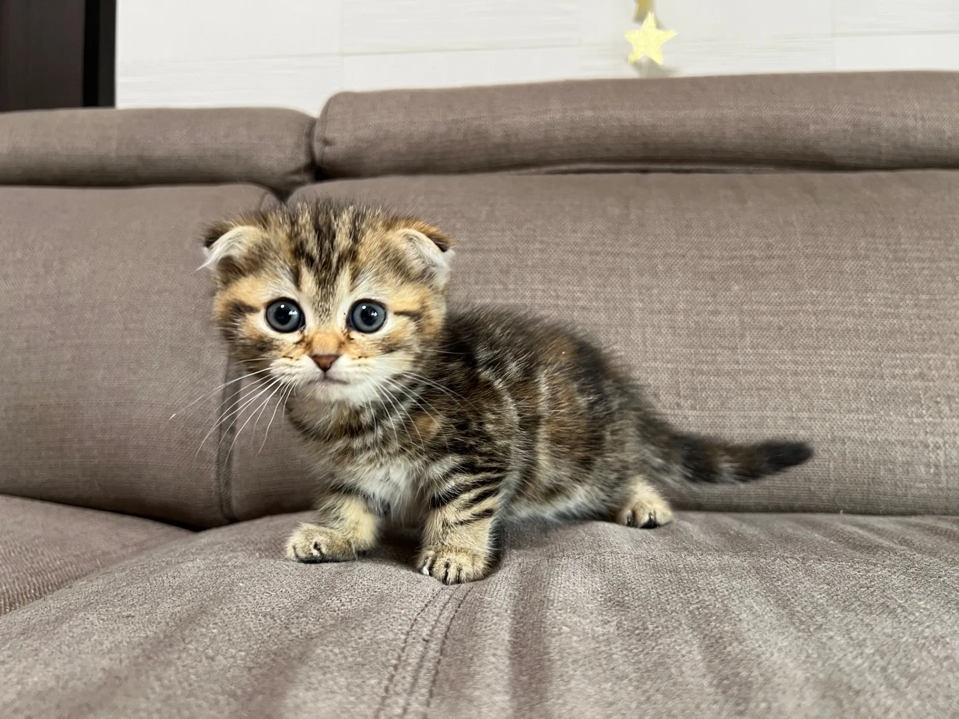 スコティッシュフォールド(1/16)