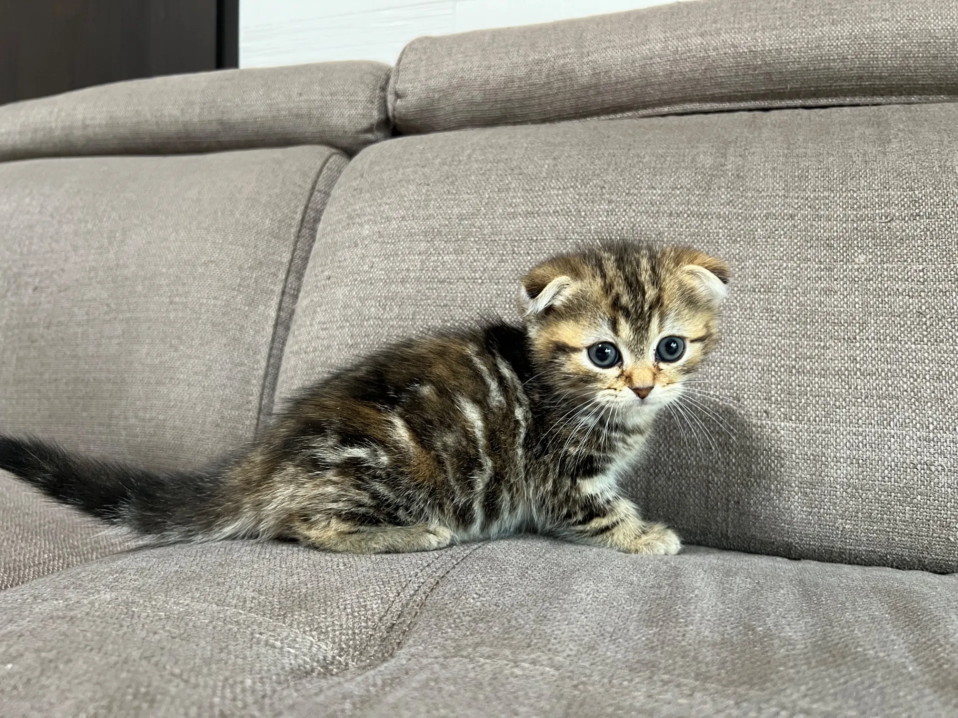 スコティッシュフォールド(1/16)