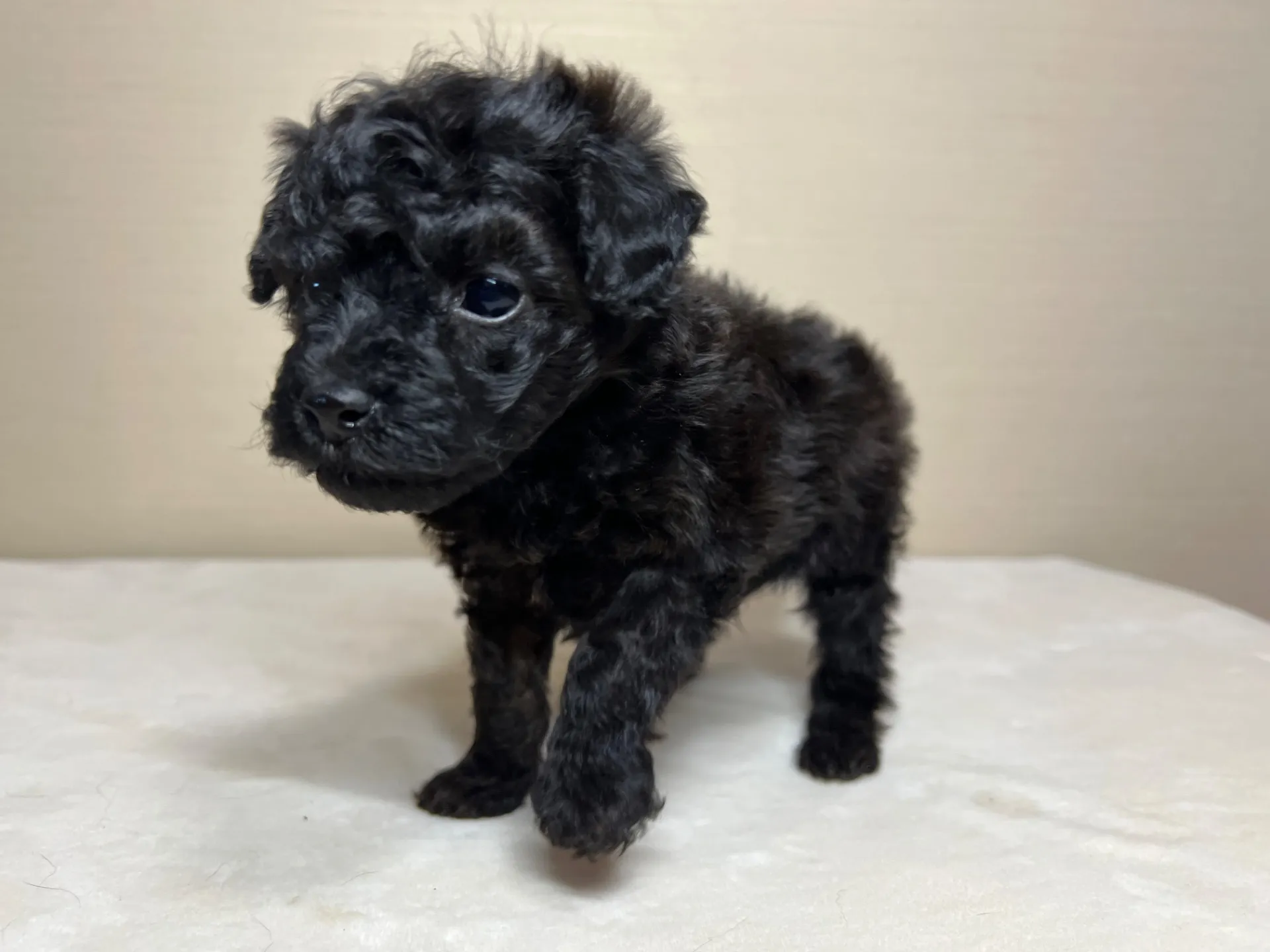 トイプードル(1/27生)