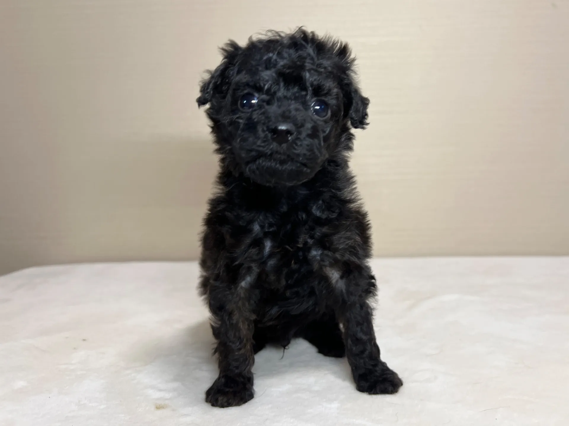 トイプードル(1/27生)