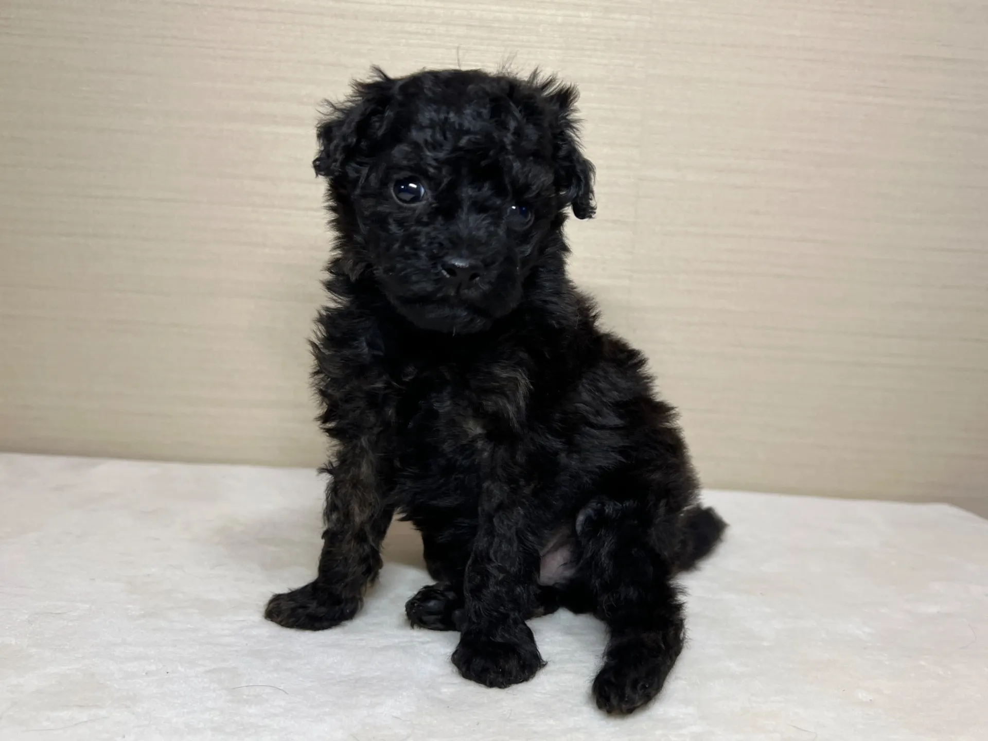 トイプードル(1/27生)