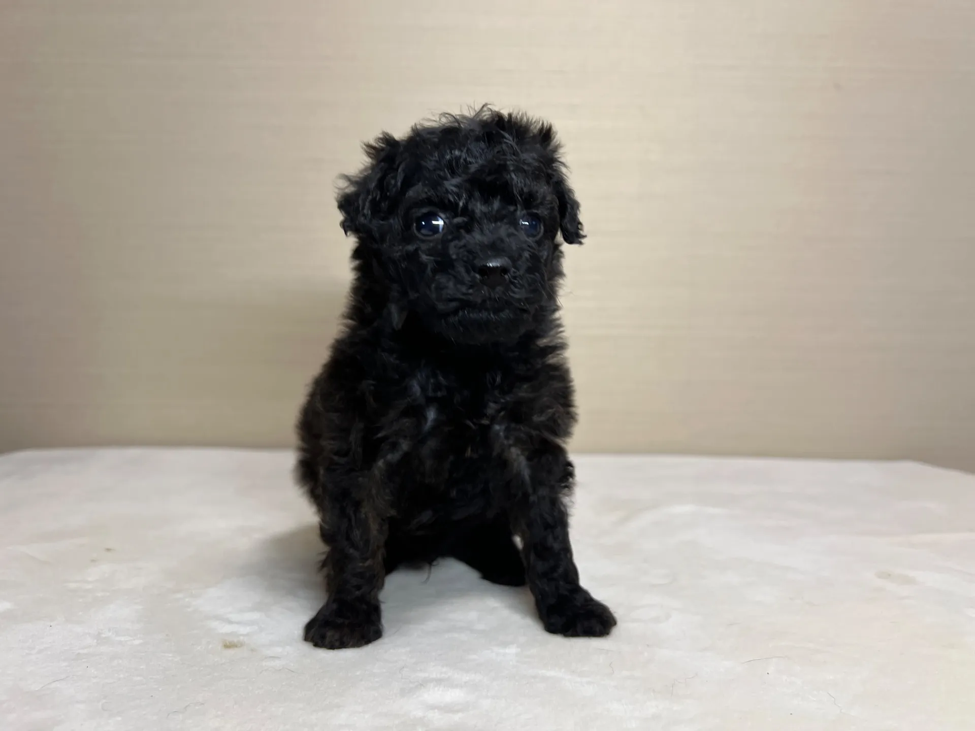 トイプードル(1/27生)