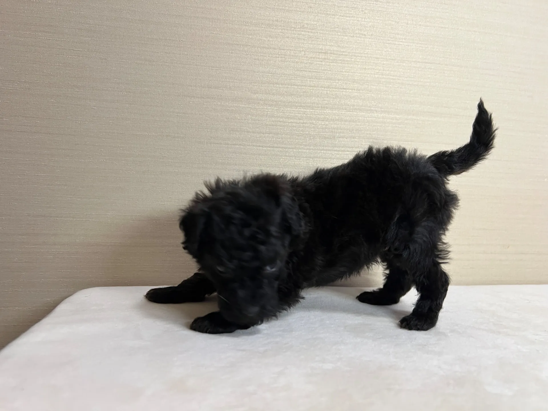 トイプードル(1/27生)