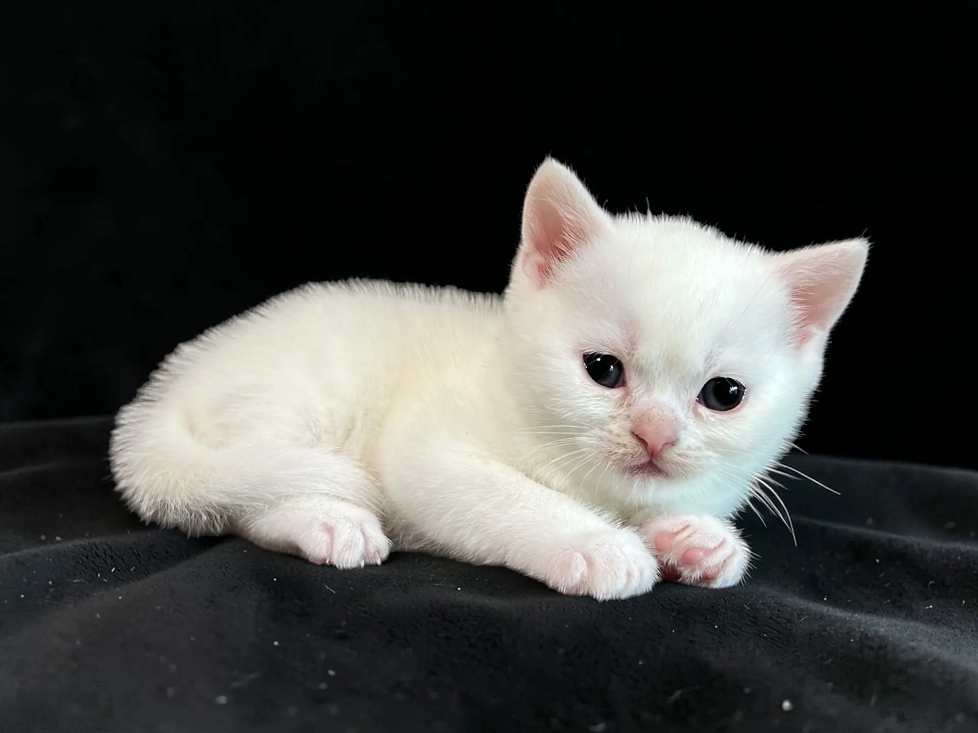 スコティッシュフォールド(2/27)