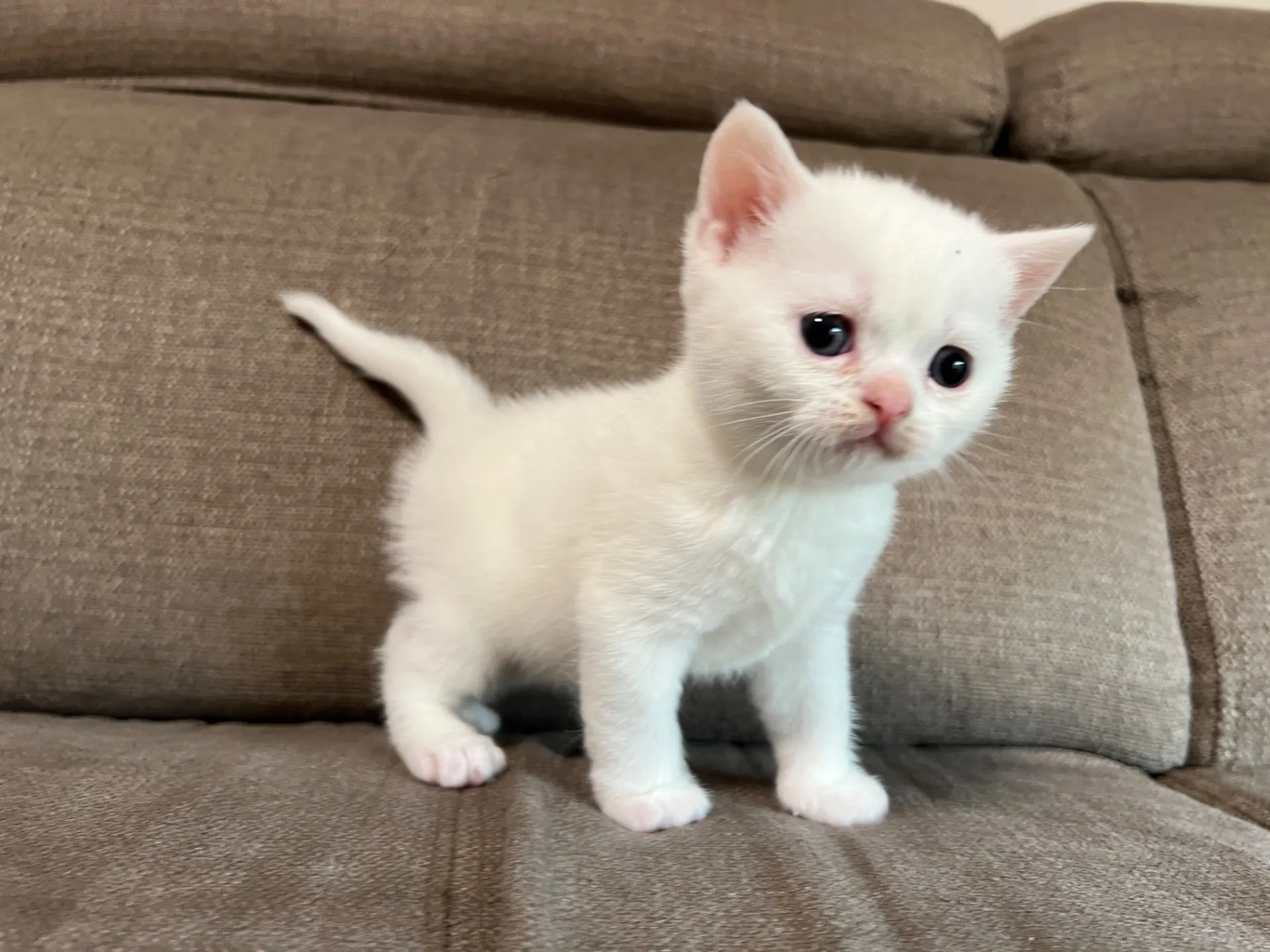 スコティッシュフォールド(2/27)