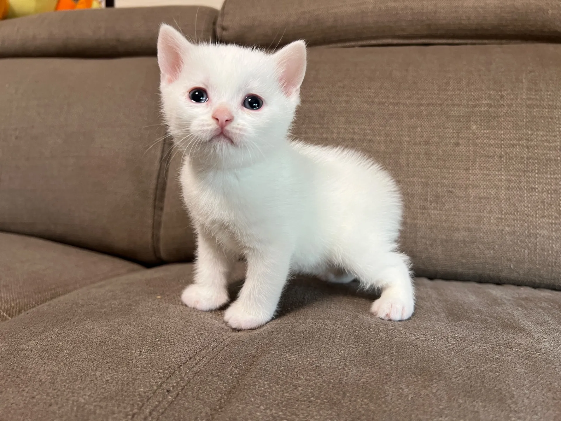 スコティッシュフォールド(2/27)